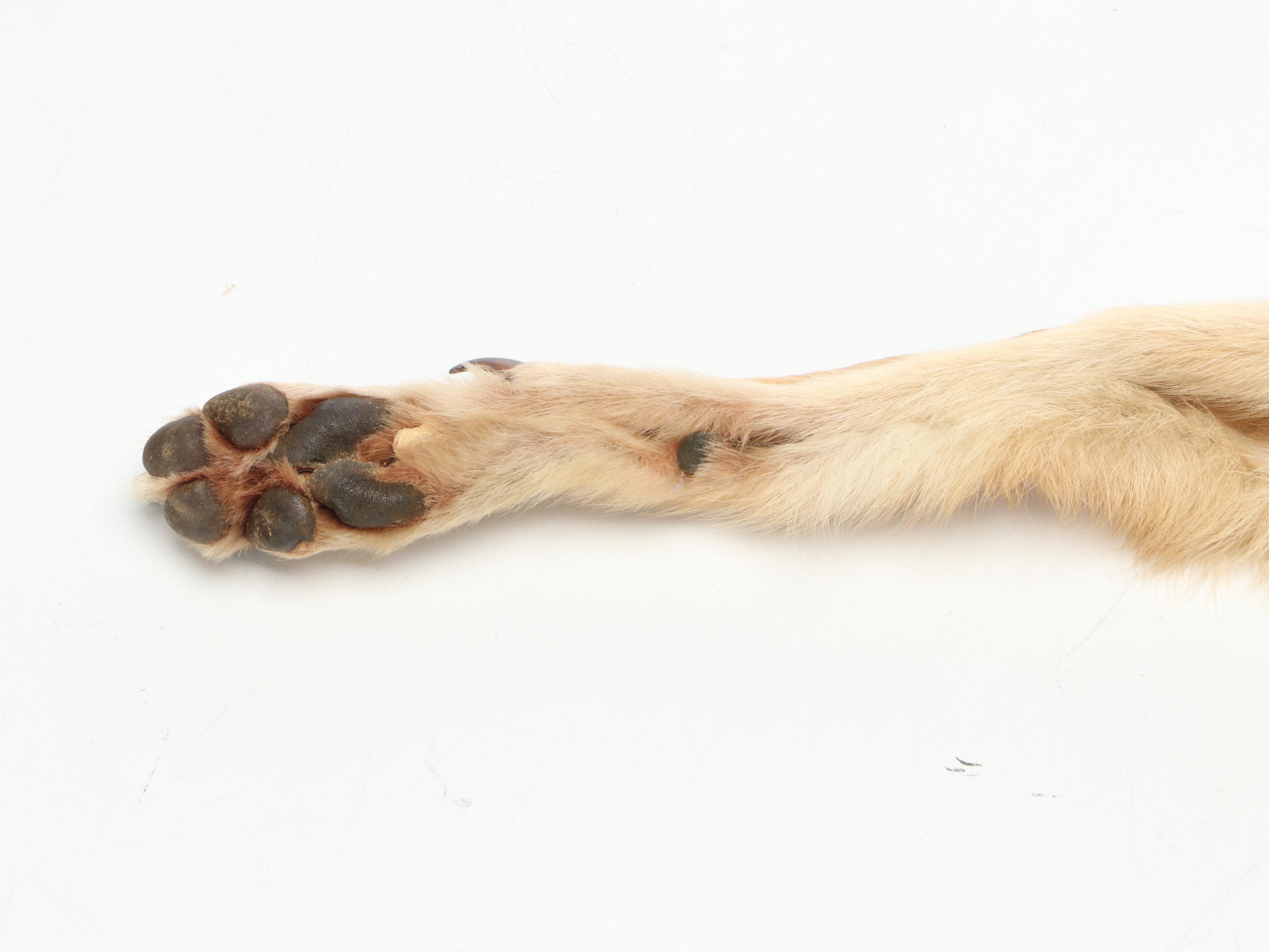 Coyote Full Body Pelts