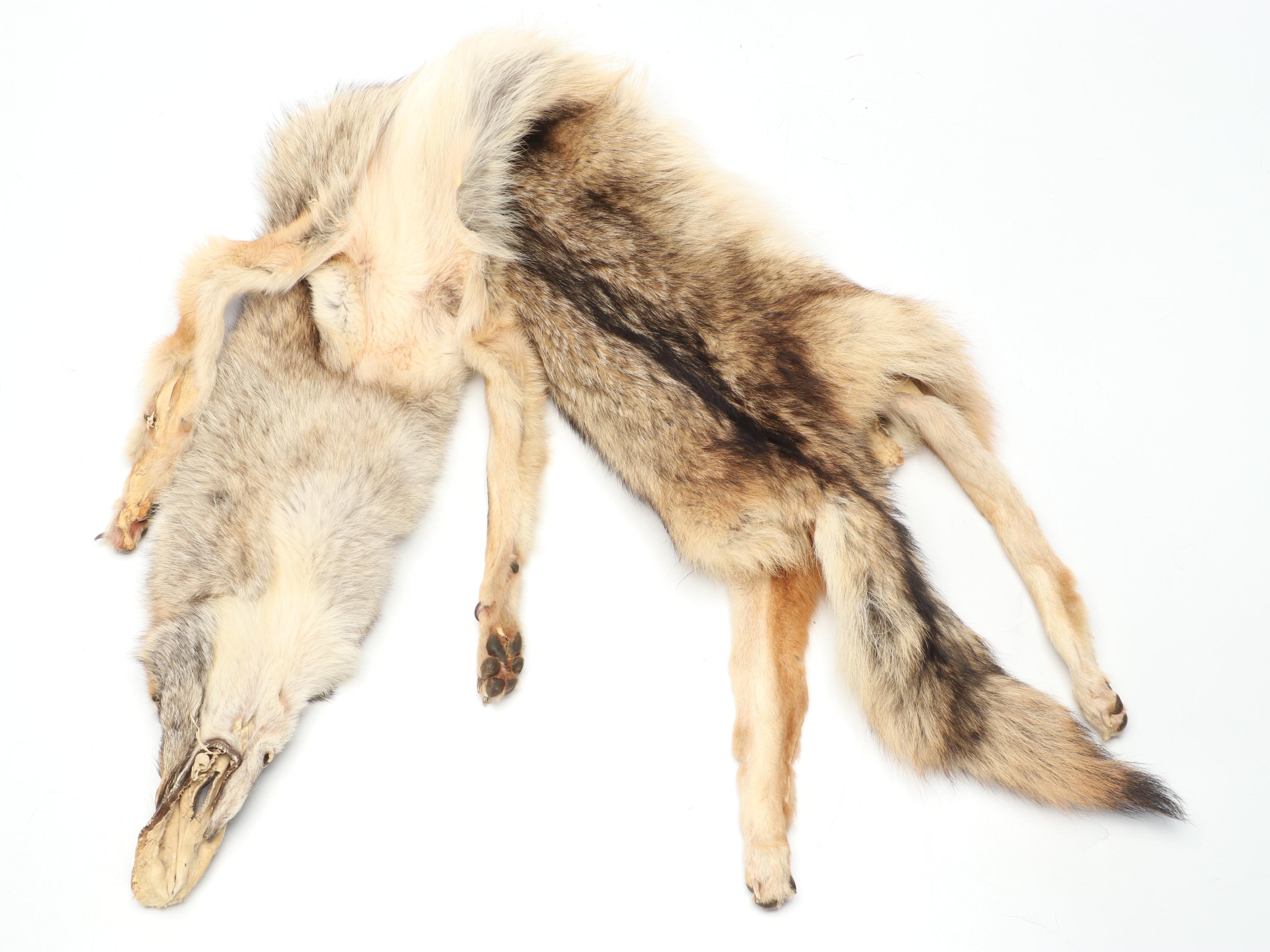 Coyote Full Body Pelts
