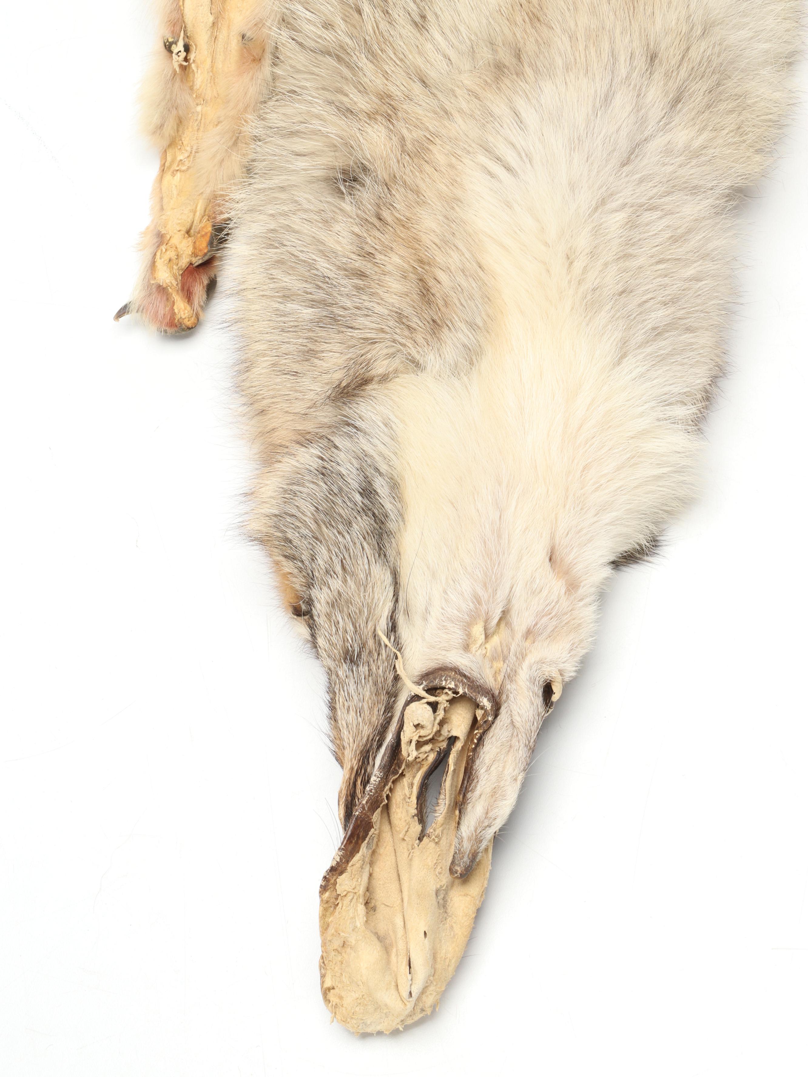 Coyote Full Body Pelts