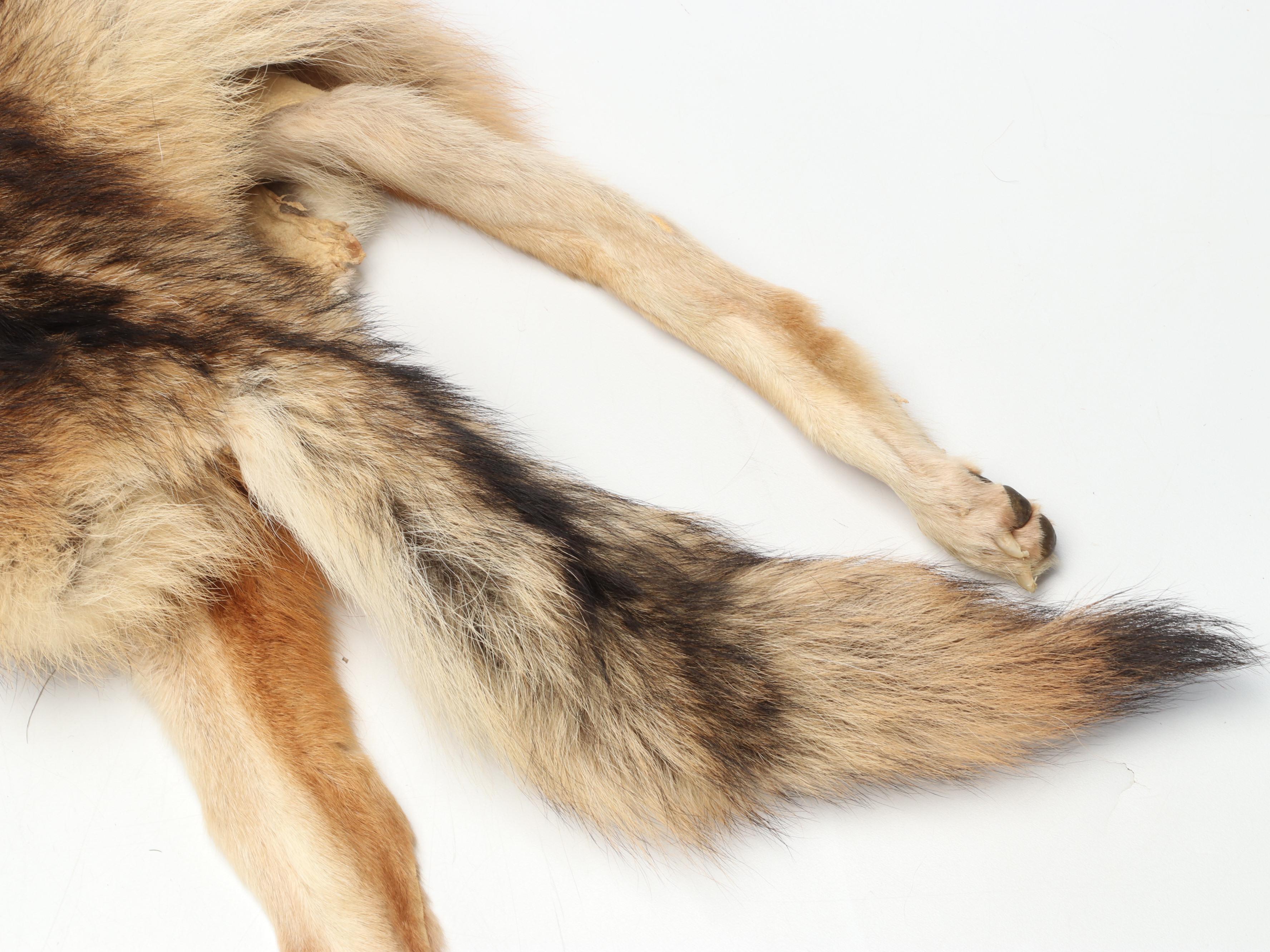 Coyote Full Body Pelts