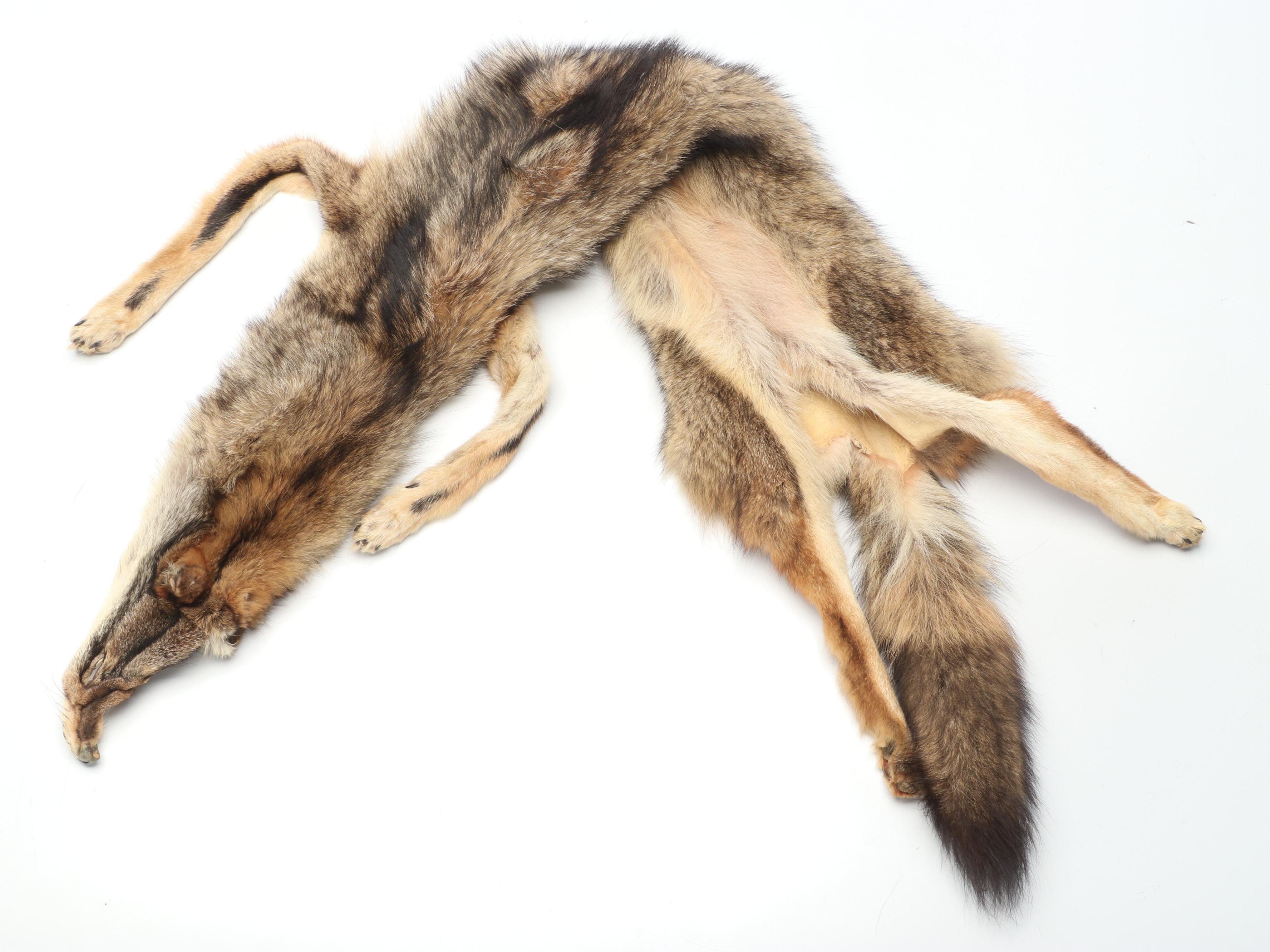 Coyote Full Body Pelts