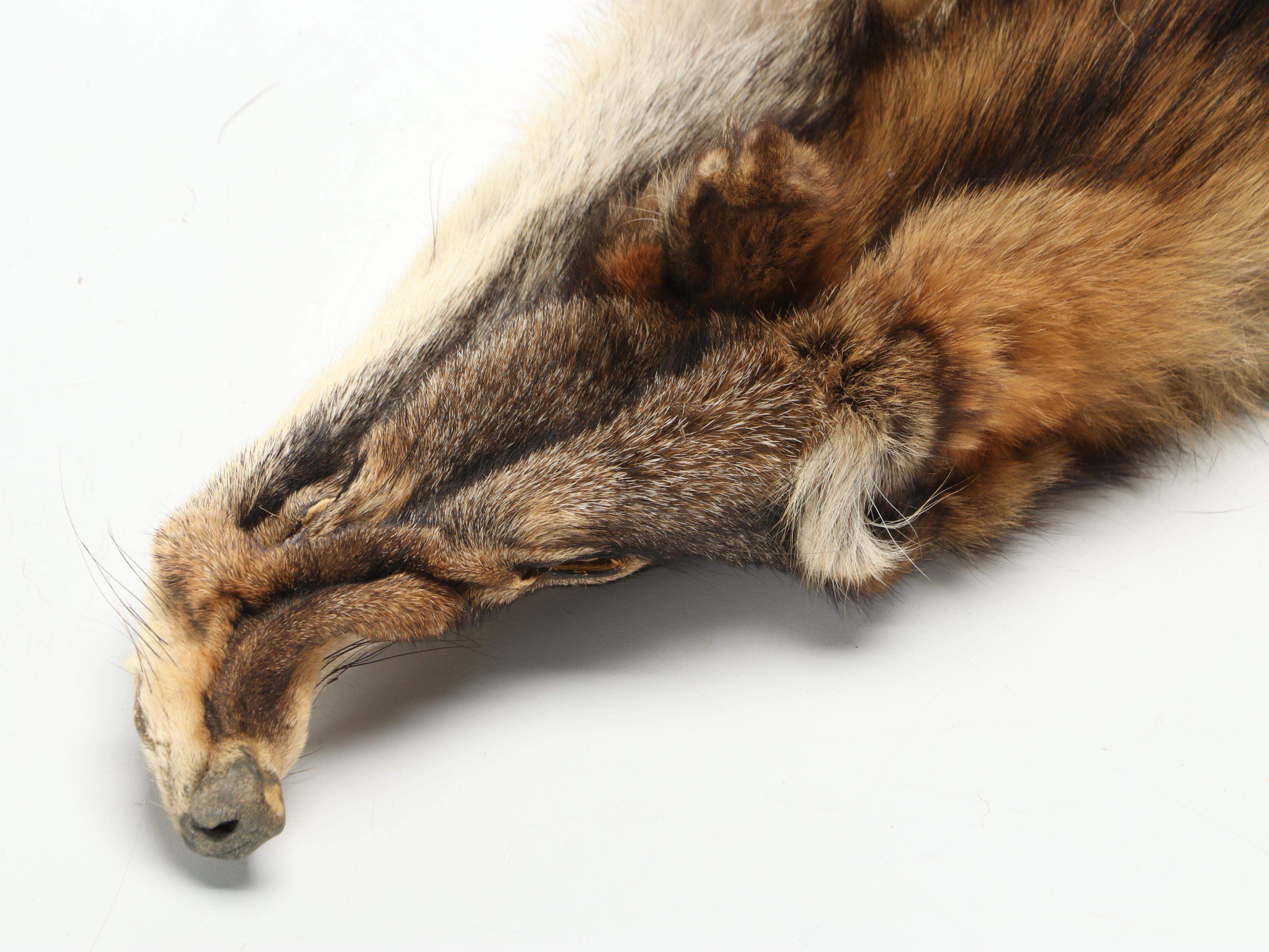 Coyote Full Body Pelts