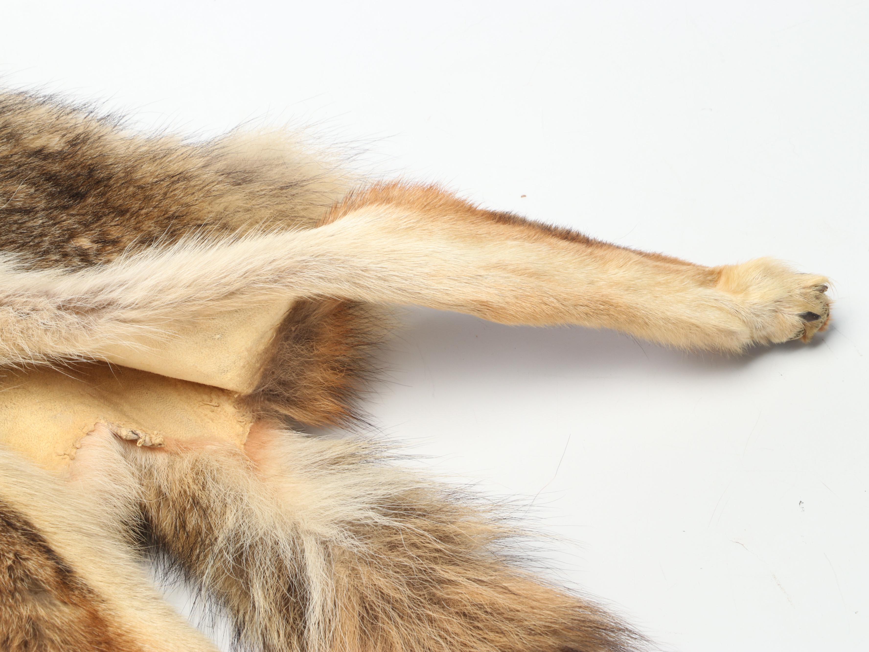 Coyote Full Body Pelts