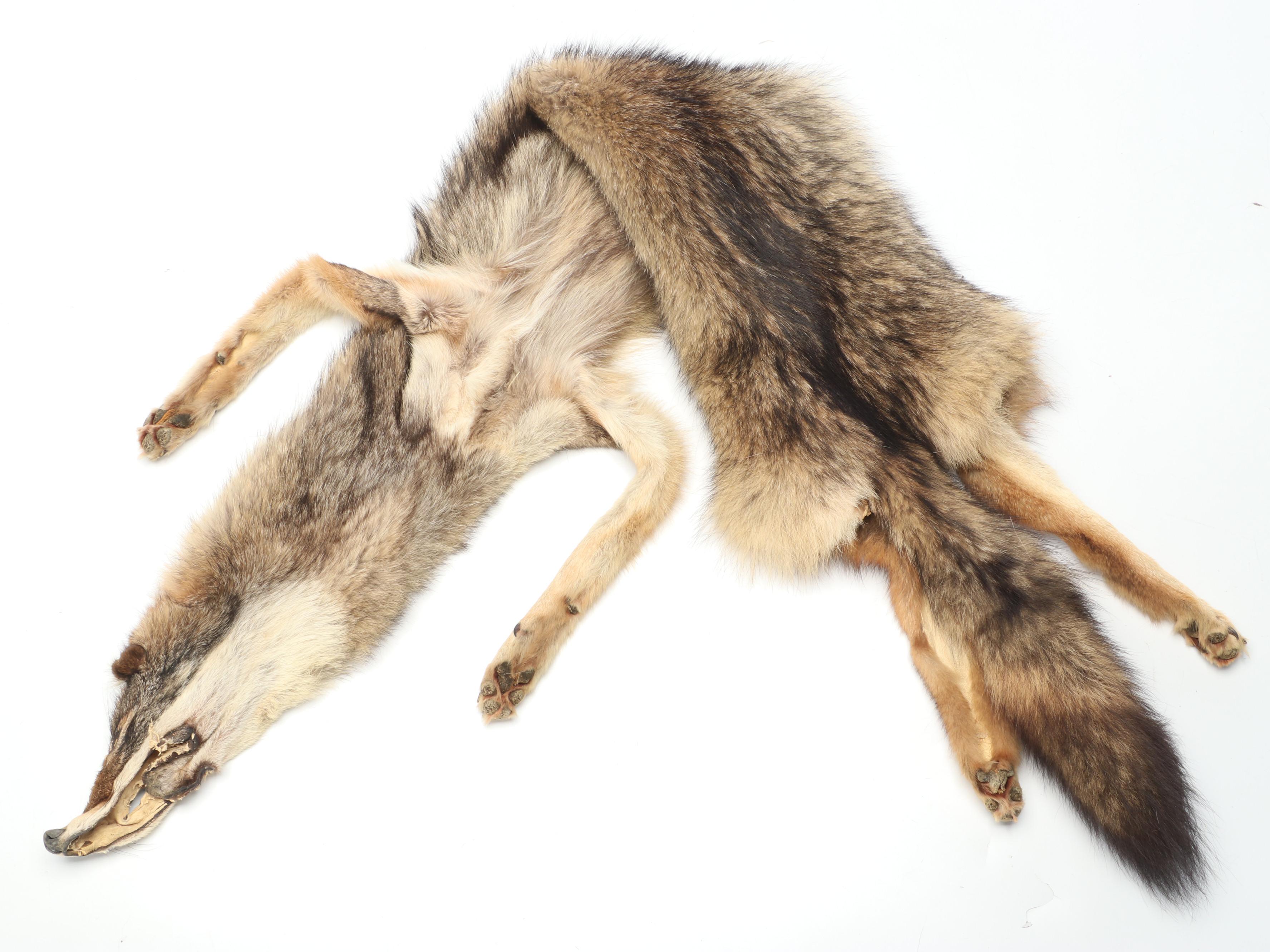 Coyote Full Body Pelts