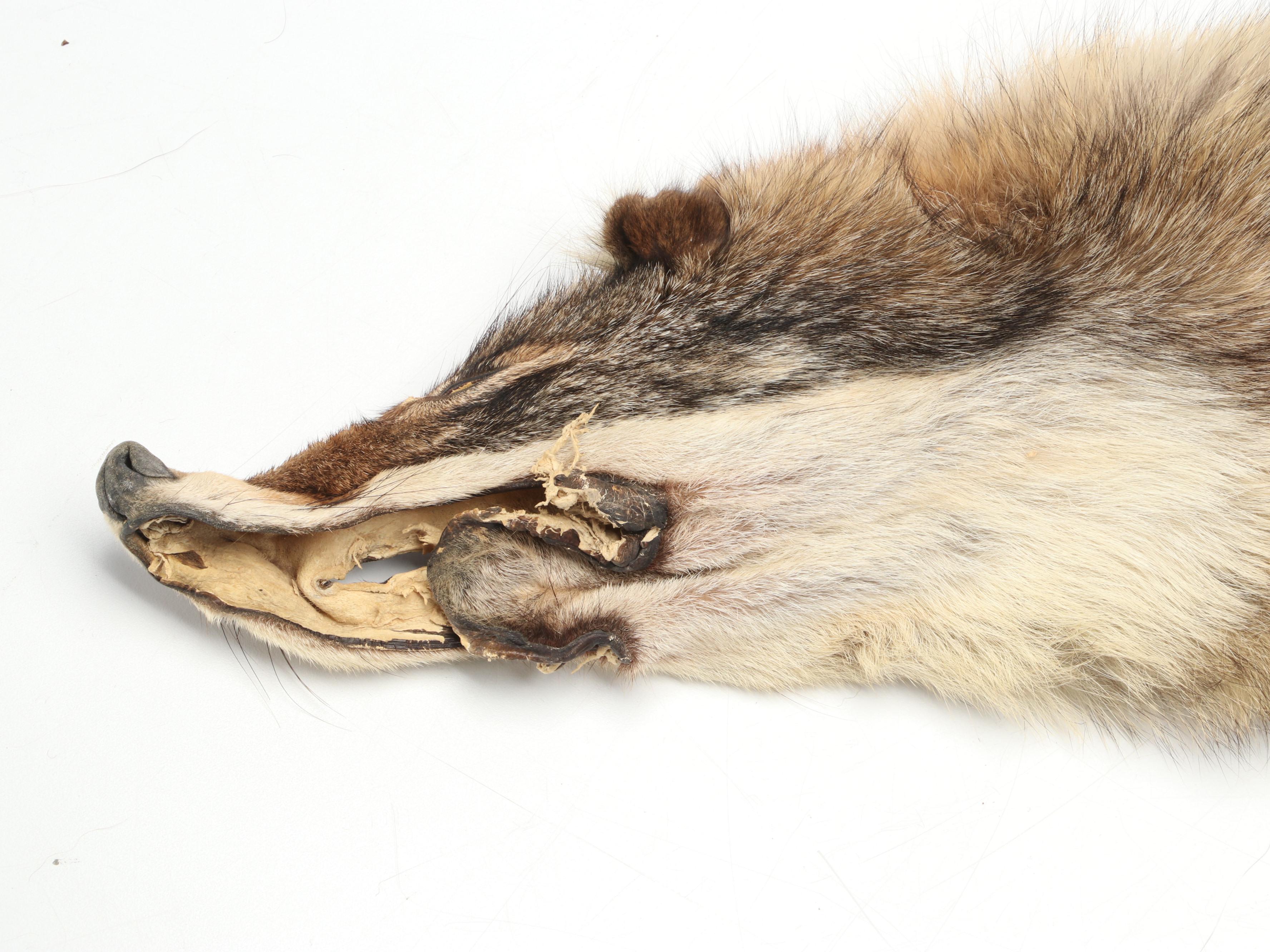 Coyote Full Body Pelts