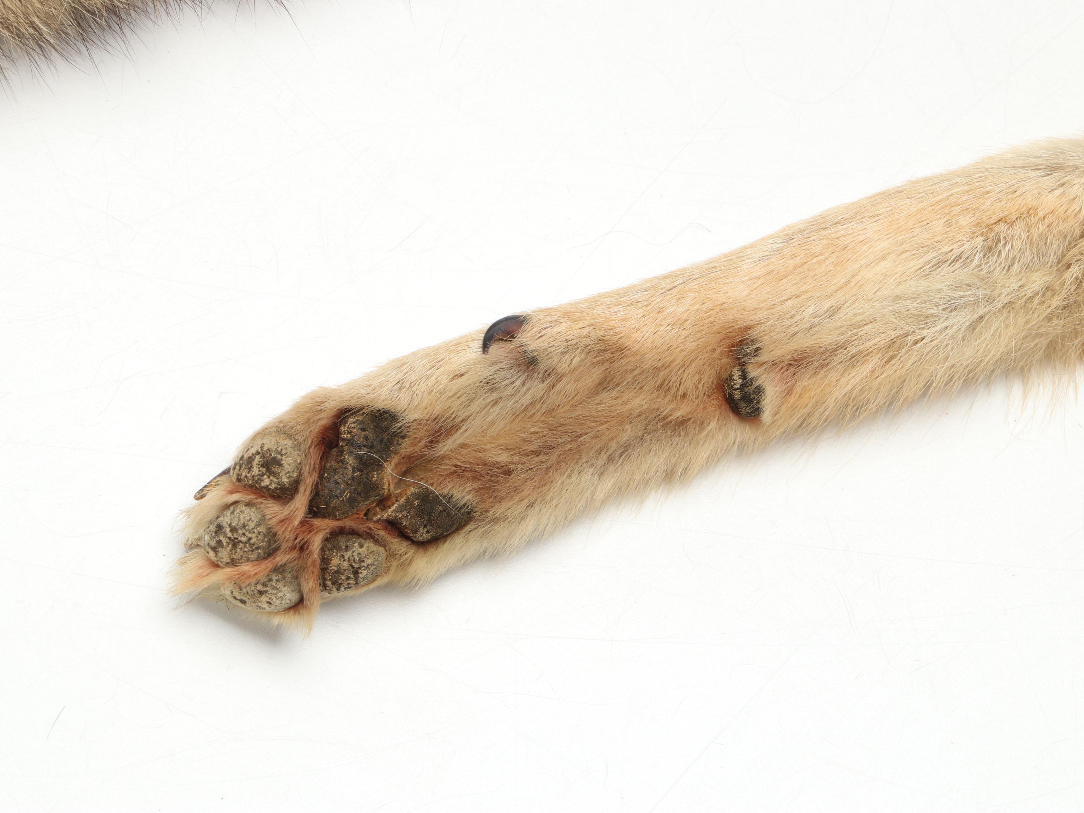 Coyote Full Body Pelts