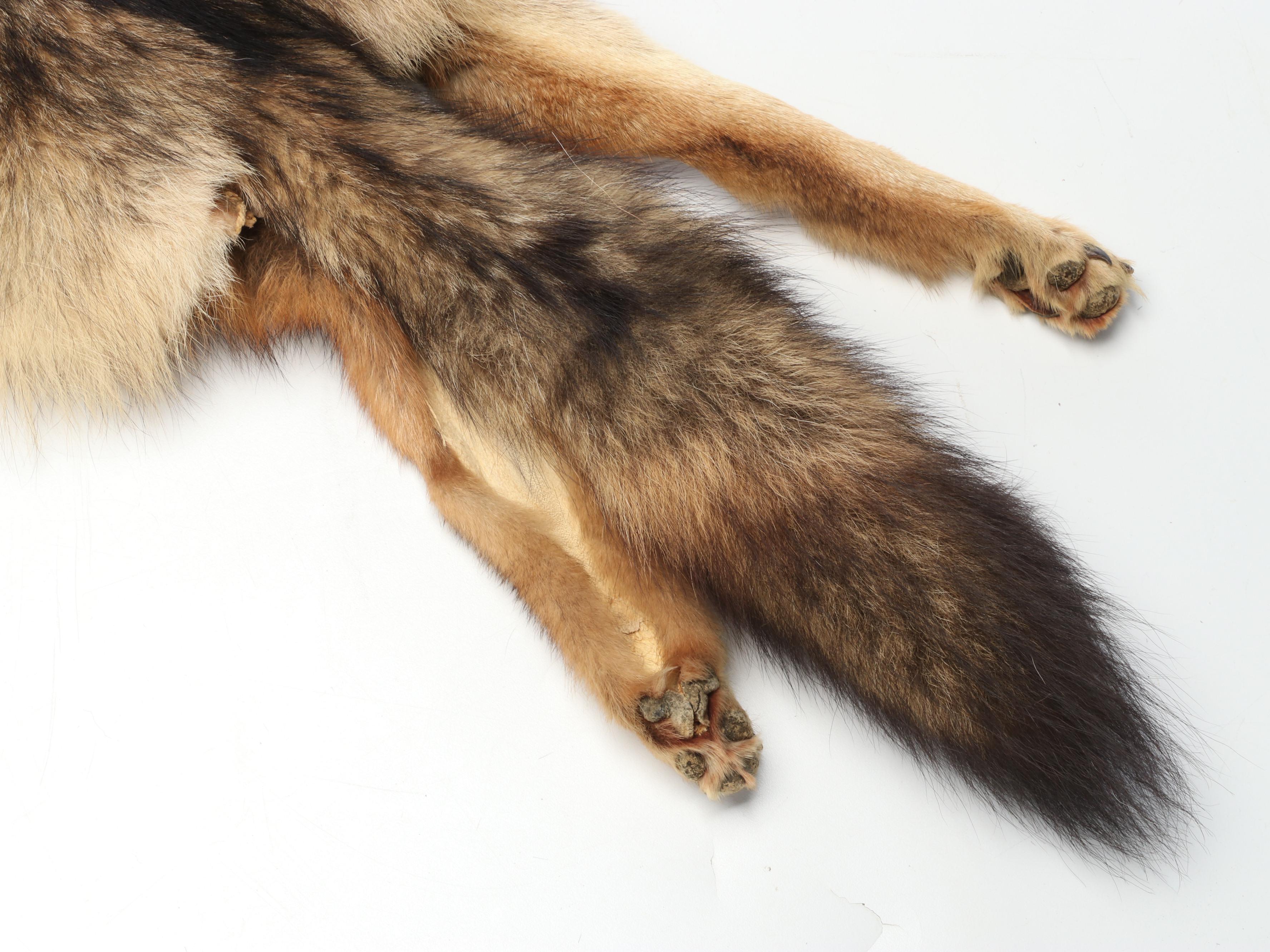 Coyote Full Body Pelts