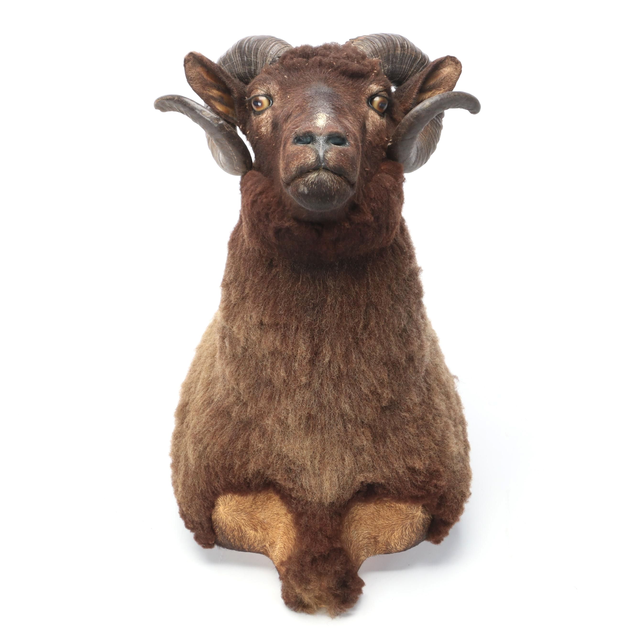 Taxidermy Black Corsican Ram Shoulder Mount