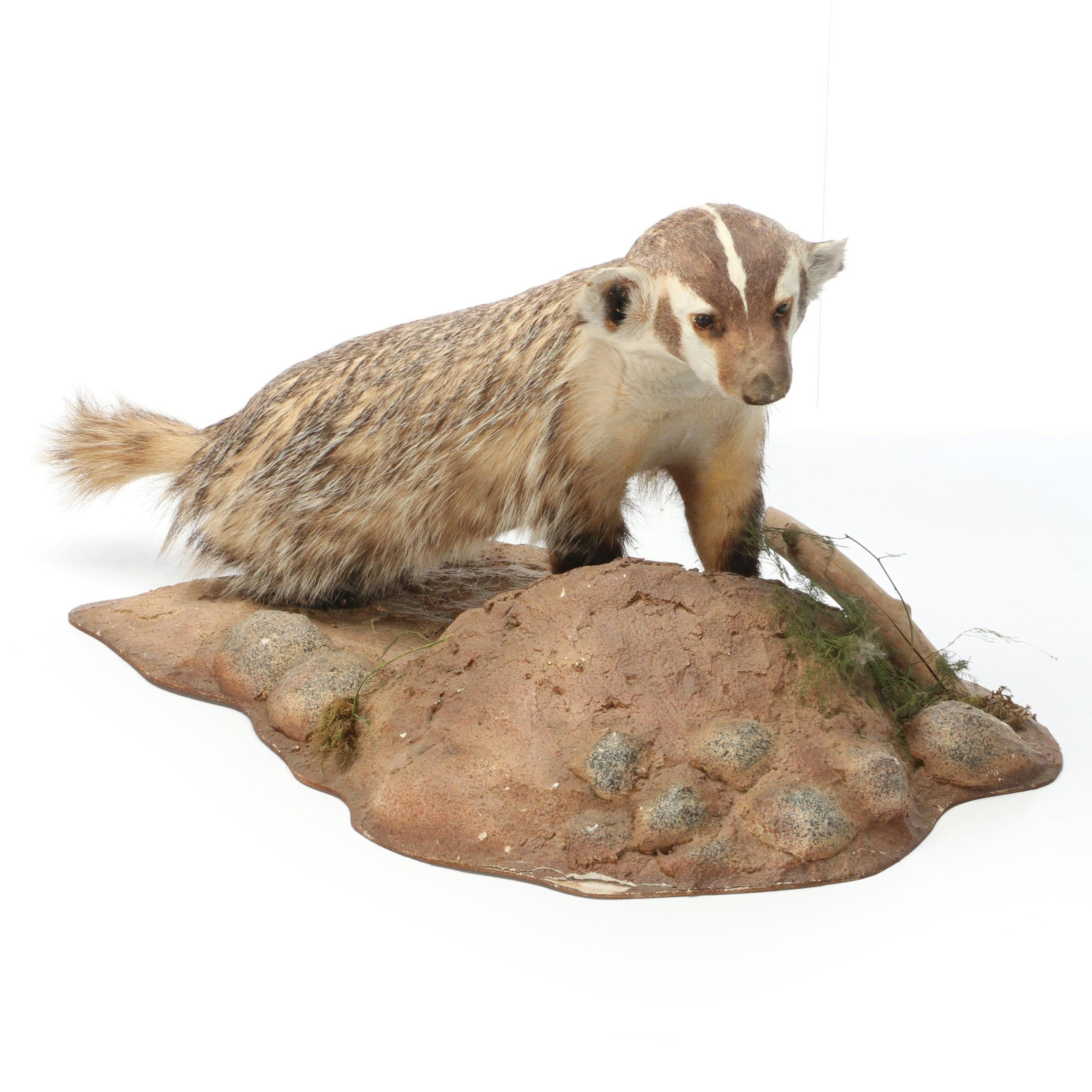 Taxidermy American Badger Full Body Mount
