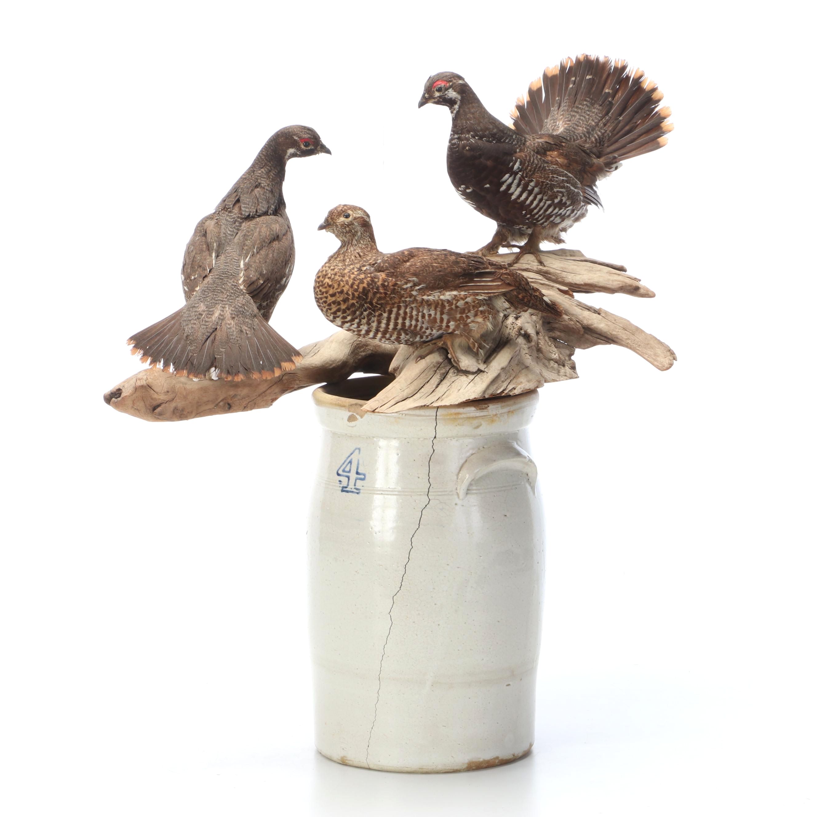 Taxidermy Franklin Grouse, Spruce Grouse and Ruffed Grouse on Salt-Glazed Crock