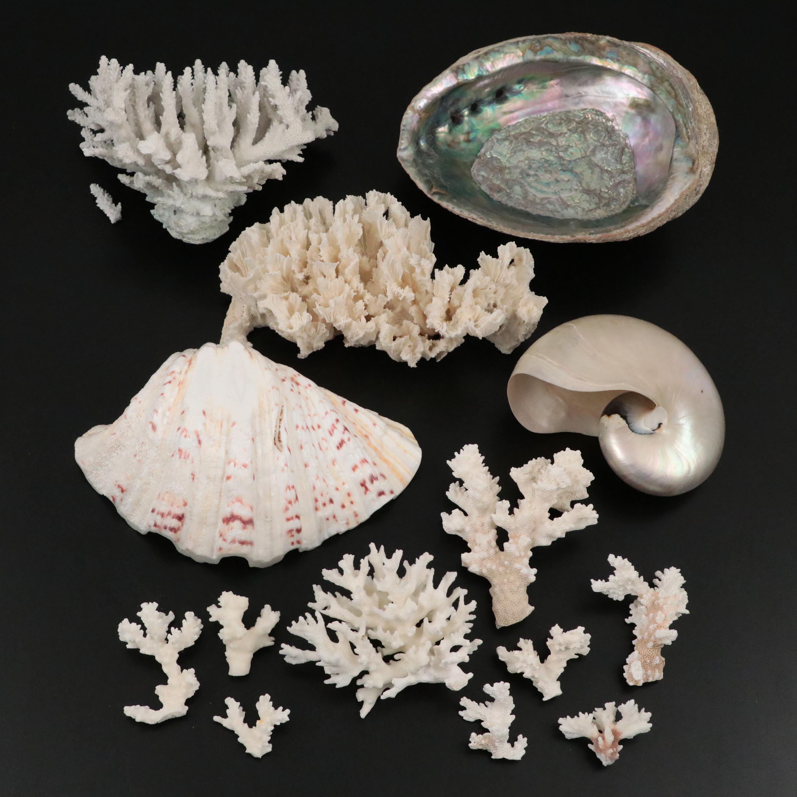 Ruffled Giant Clam, Abalone Shell, Nautilus & Fossil Coral Specimens