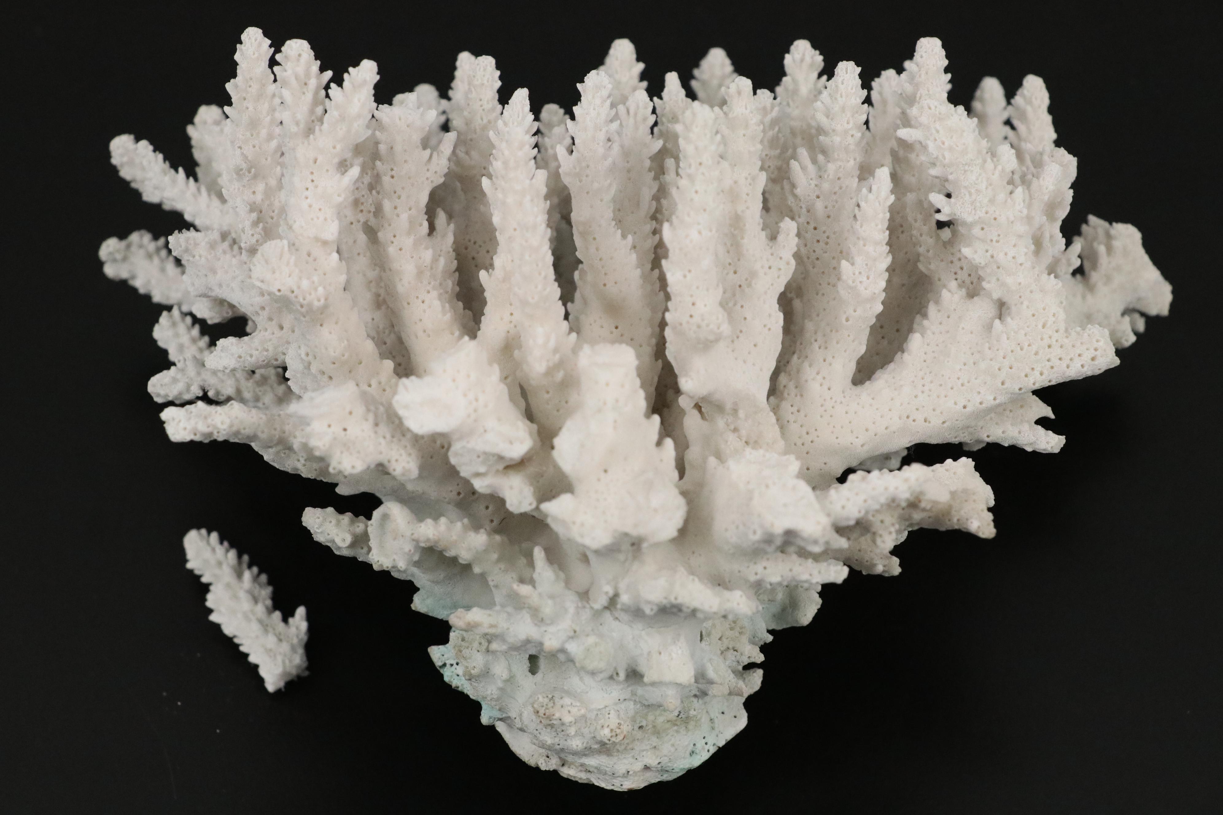 Ruffled Giant Clam, Abalone Shell, Nautilus & Fossil Coral Specimens