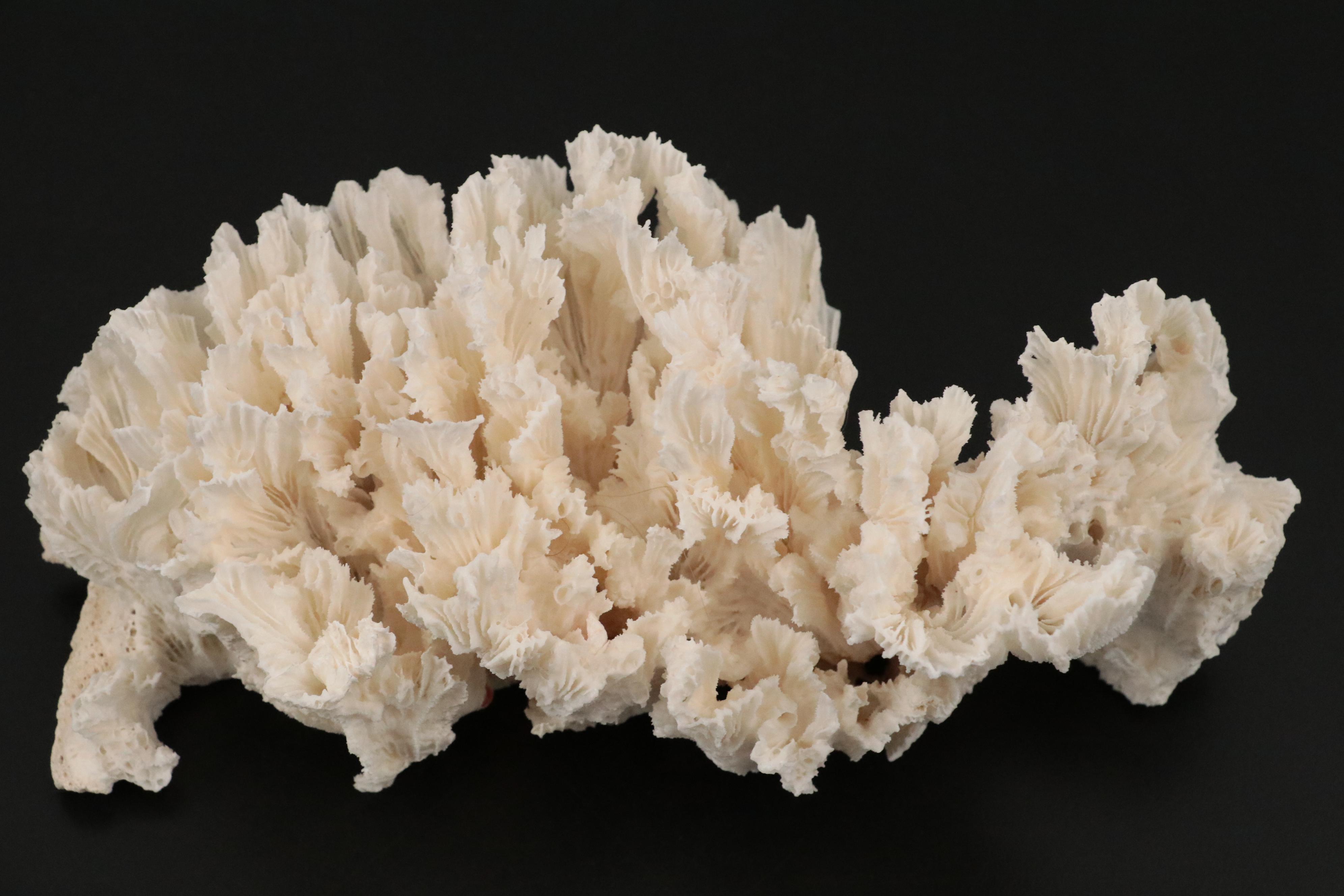 Ruffled Giant Clam, Abalone Shell, Nautilus & Fossil Coral Specimens