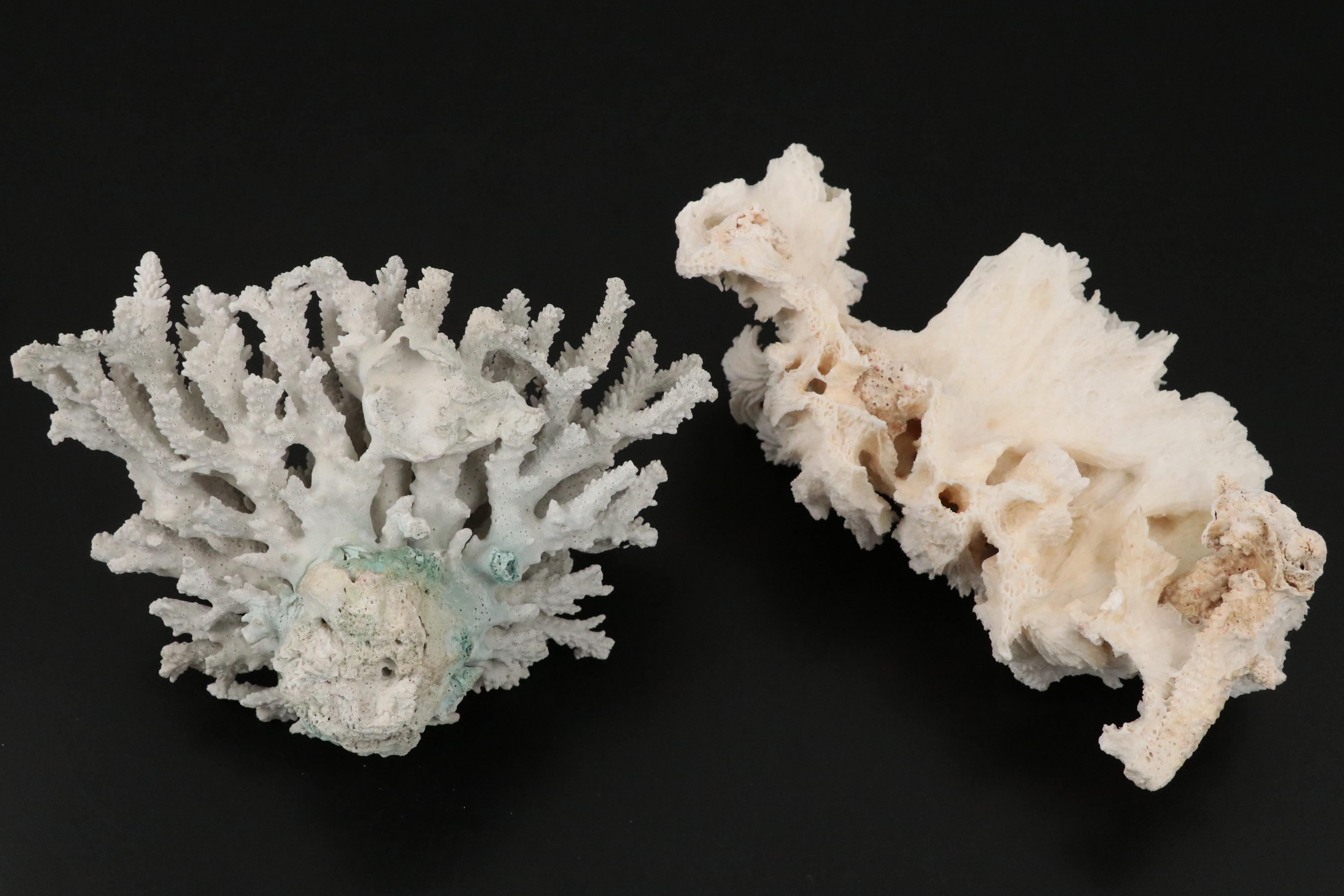 Ruffled Giant Clam, Abalone Shell, Nautilus & Fossil Coral Specimens