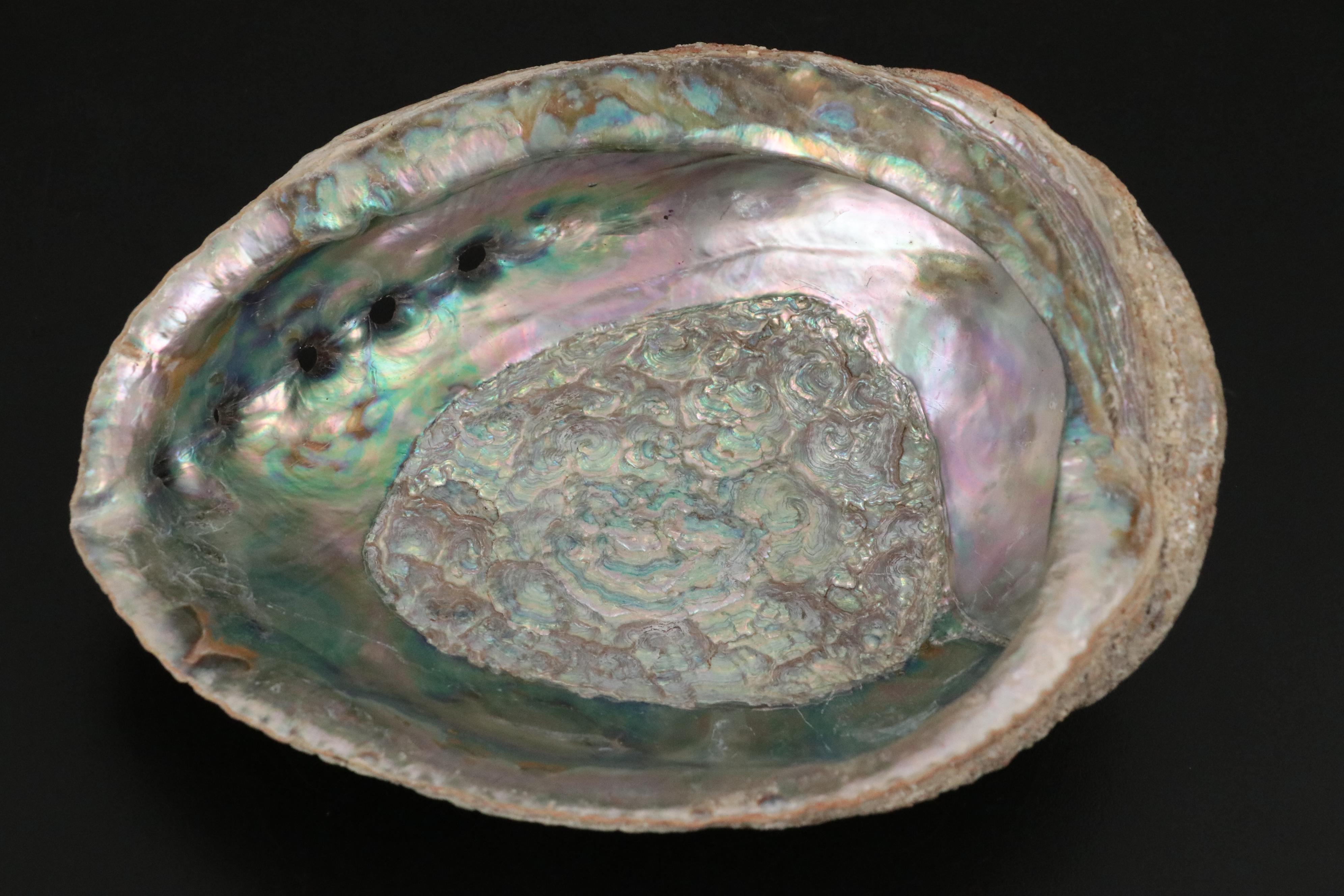 Ruffled Giant Clam, Abalone Shell, Nautilus & Fossil Coral Specimens