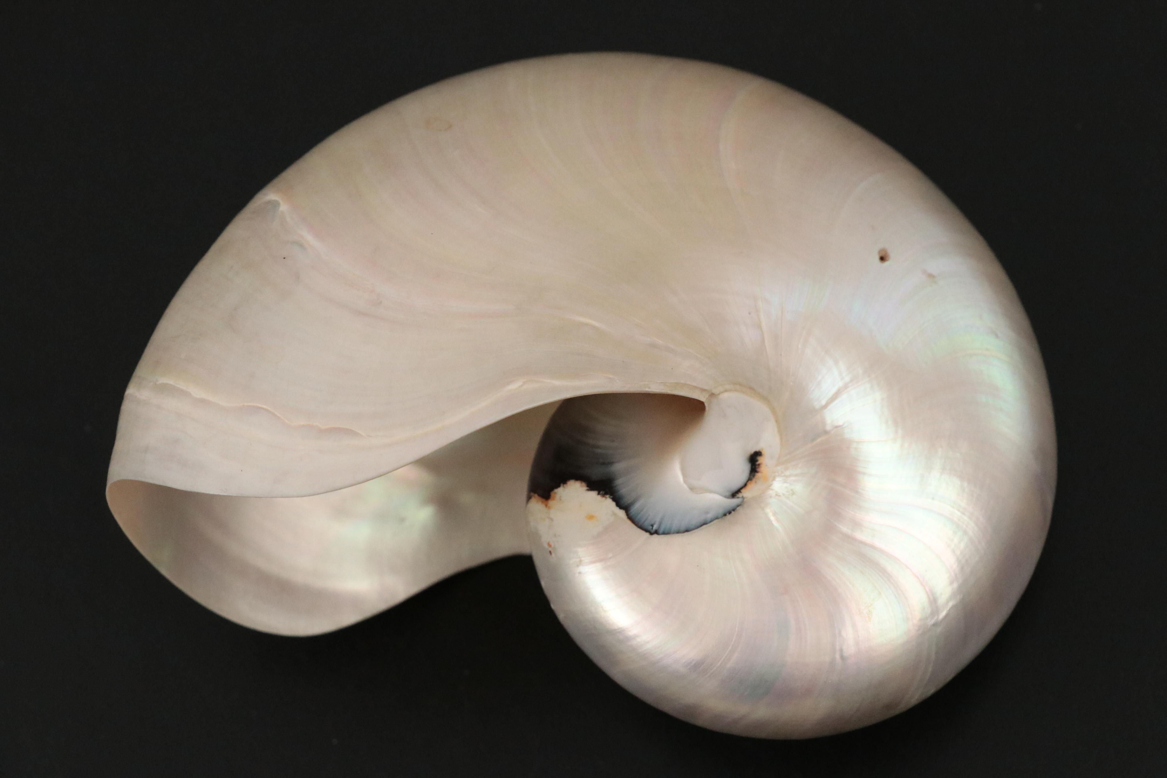 Ruffled Giant Clam, Abalone Shell, Nautilus & Fossil Coral Specimens