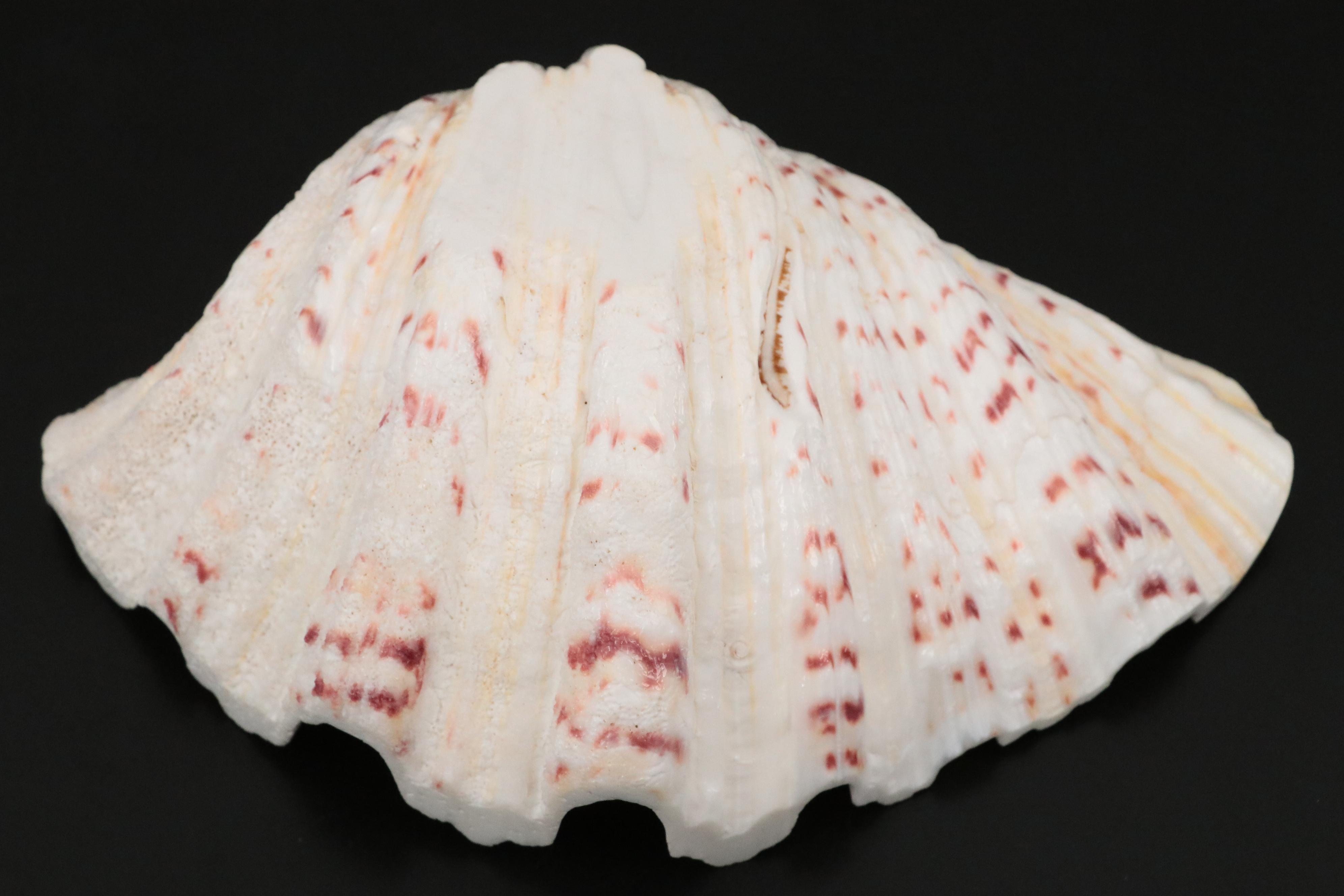 Ruffled Giant Clam, Abalone Shell, Nautilus & Fossil Coral Specimens