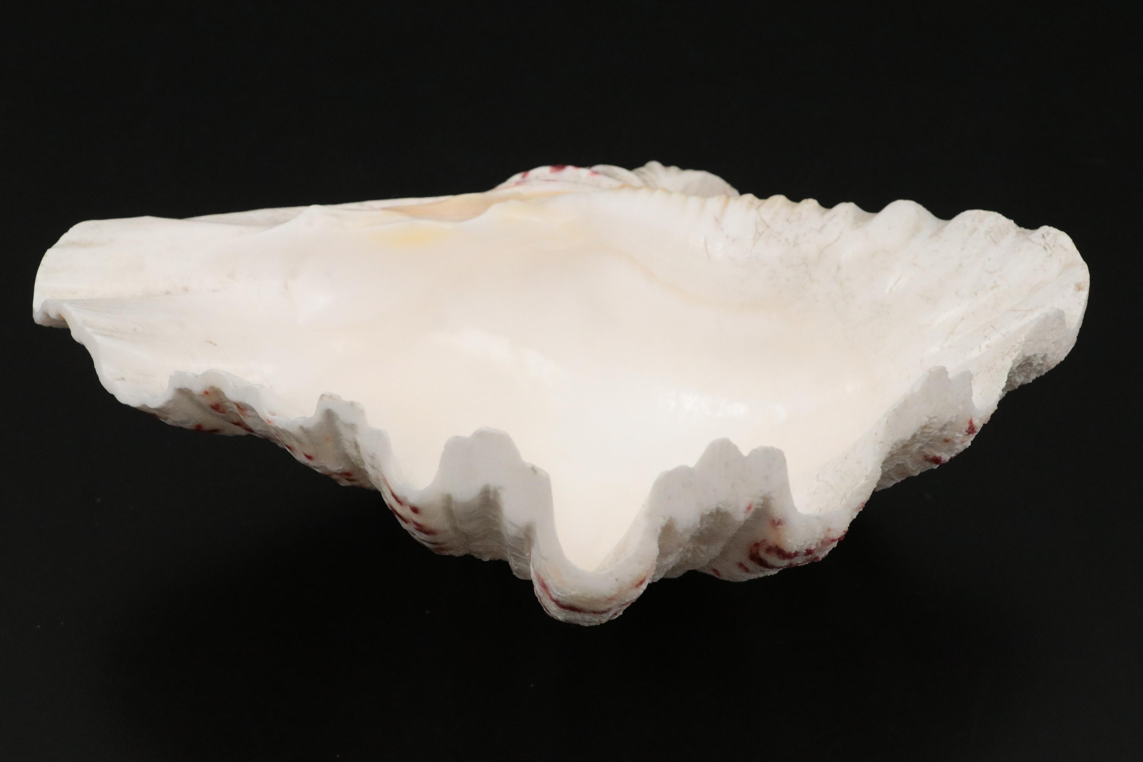 Ruffled Giant Clam, Abalone Shell, Nautilus & Fossil Coral Specimens