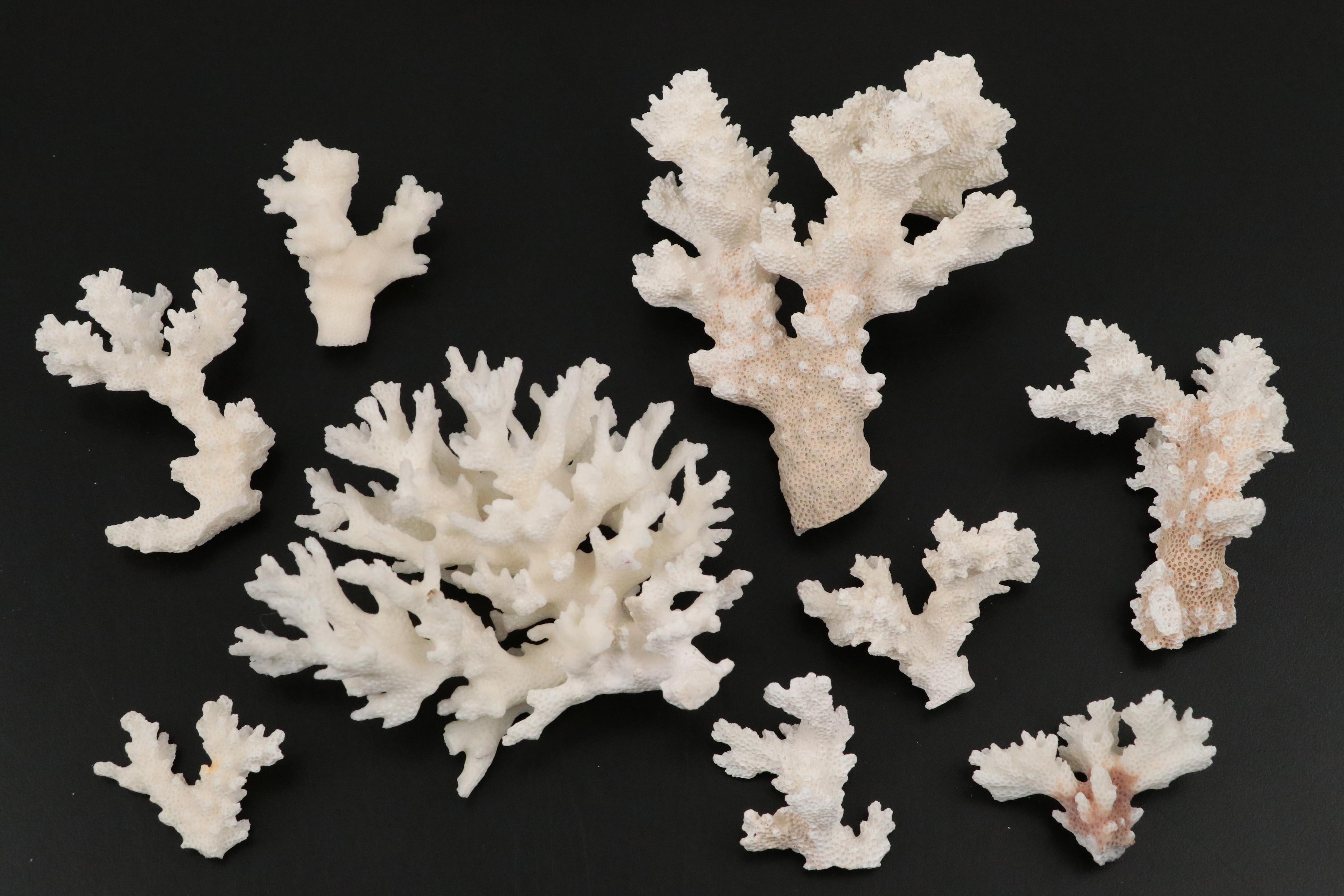 Ruffled Giant Clam, Abalone Shell, Nautilus & Fossil Coral Specimens