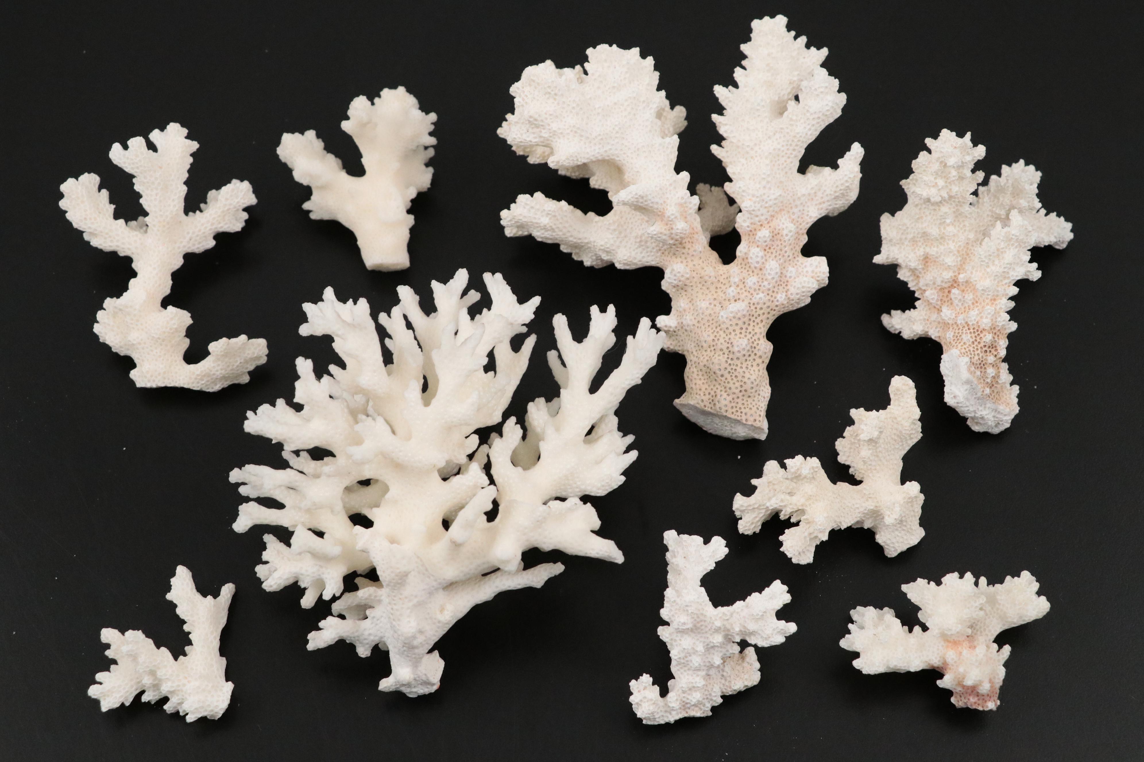 Ruffled Giant Clam, Abalone Shell, Nautilus & Fossil Coral Specimens