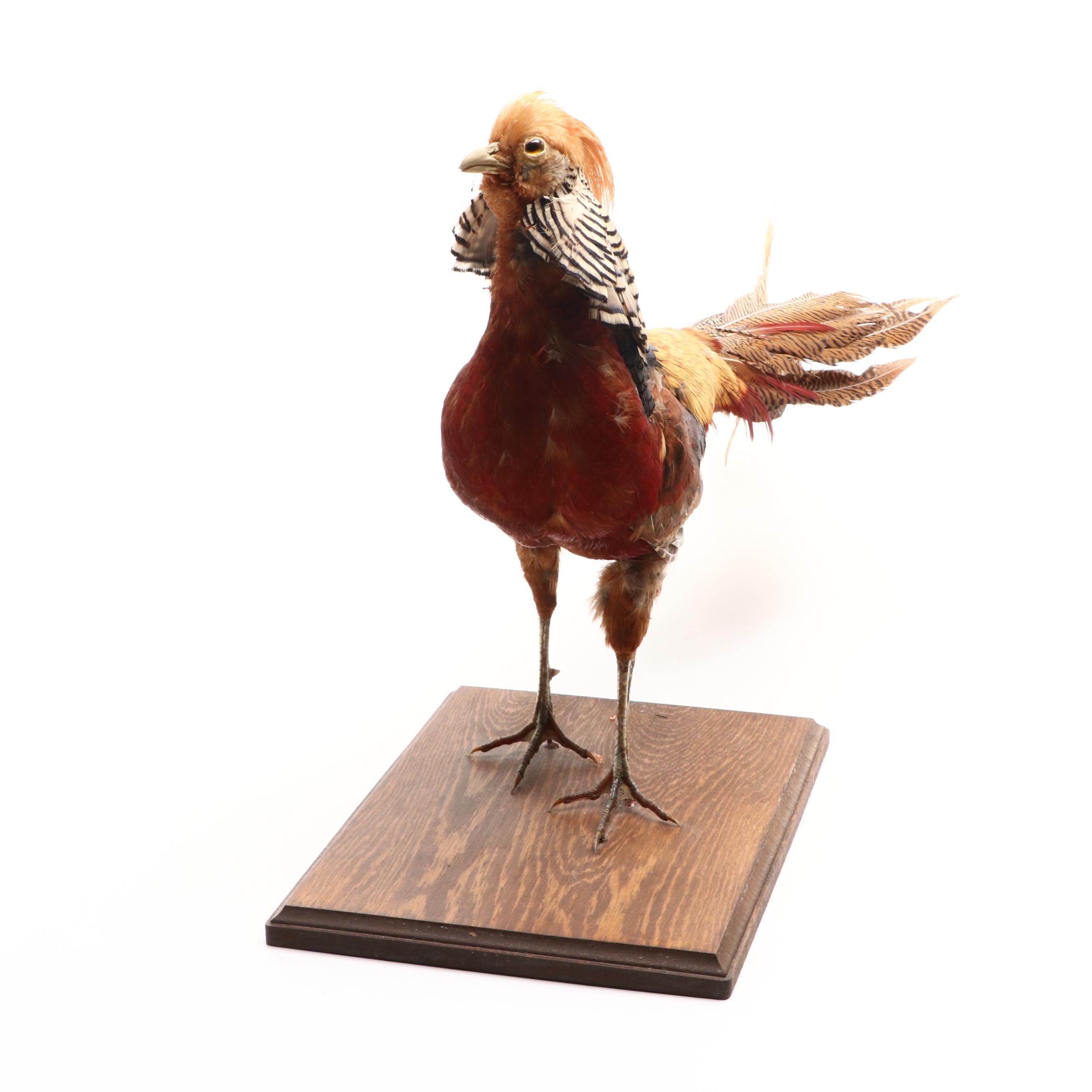 Taxidermy Golden Pheasant Full Body Mount