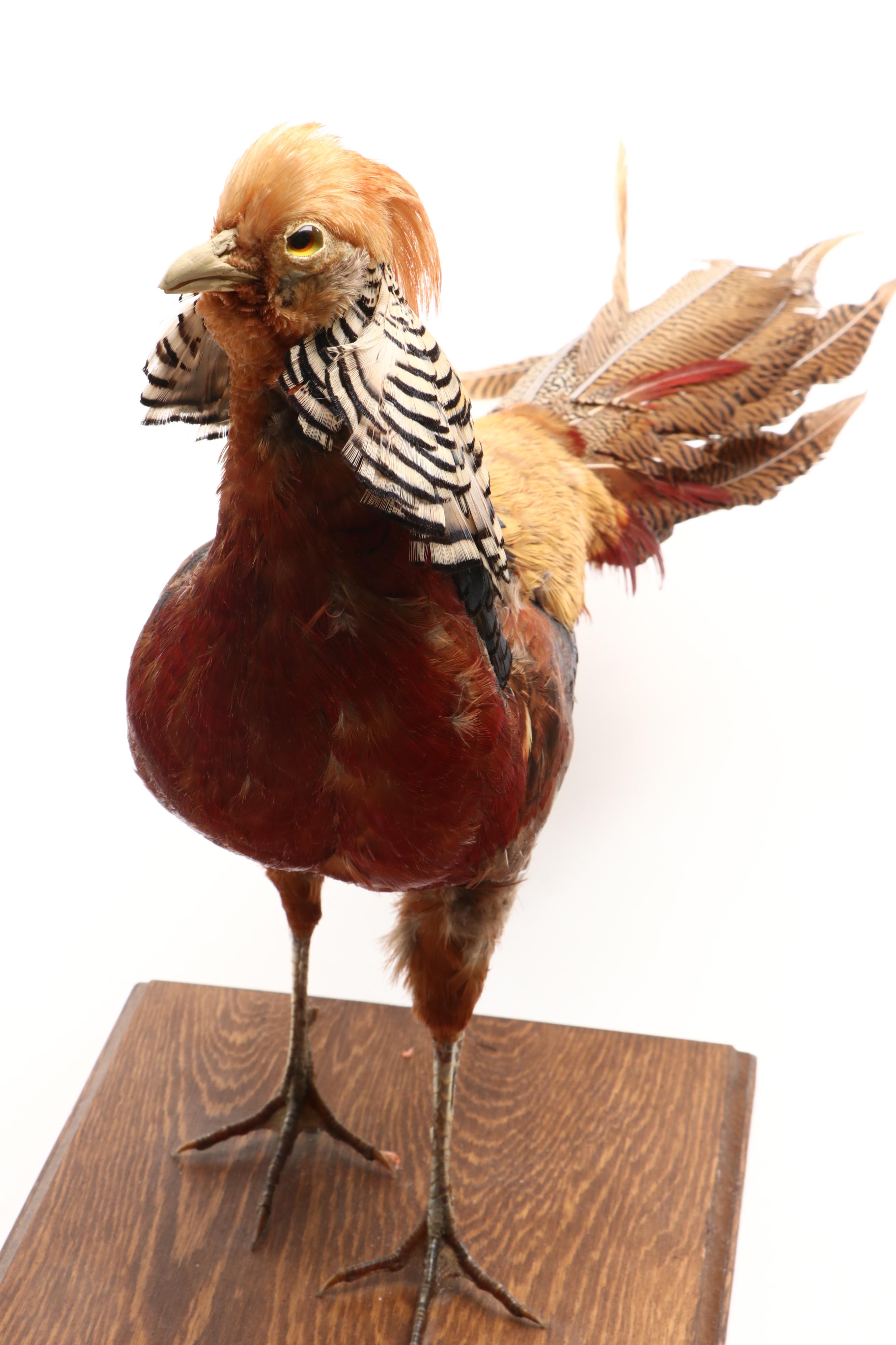 Taxidermy Golden Pheasant Full Body Mount