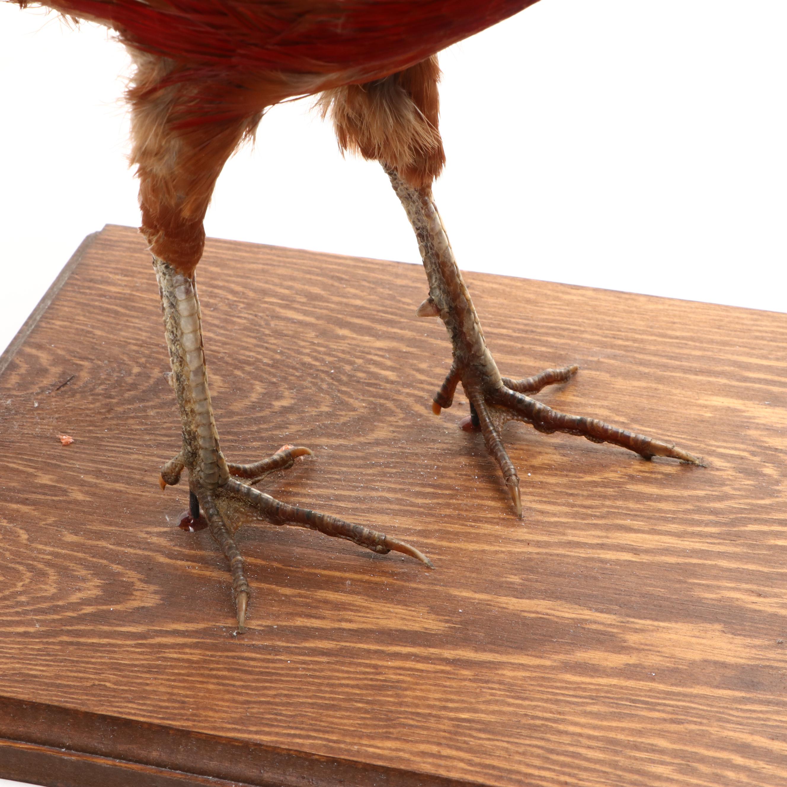 Taxidermy Golden Pheasant Full Body Mount