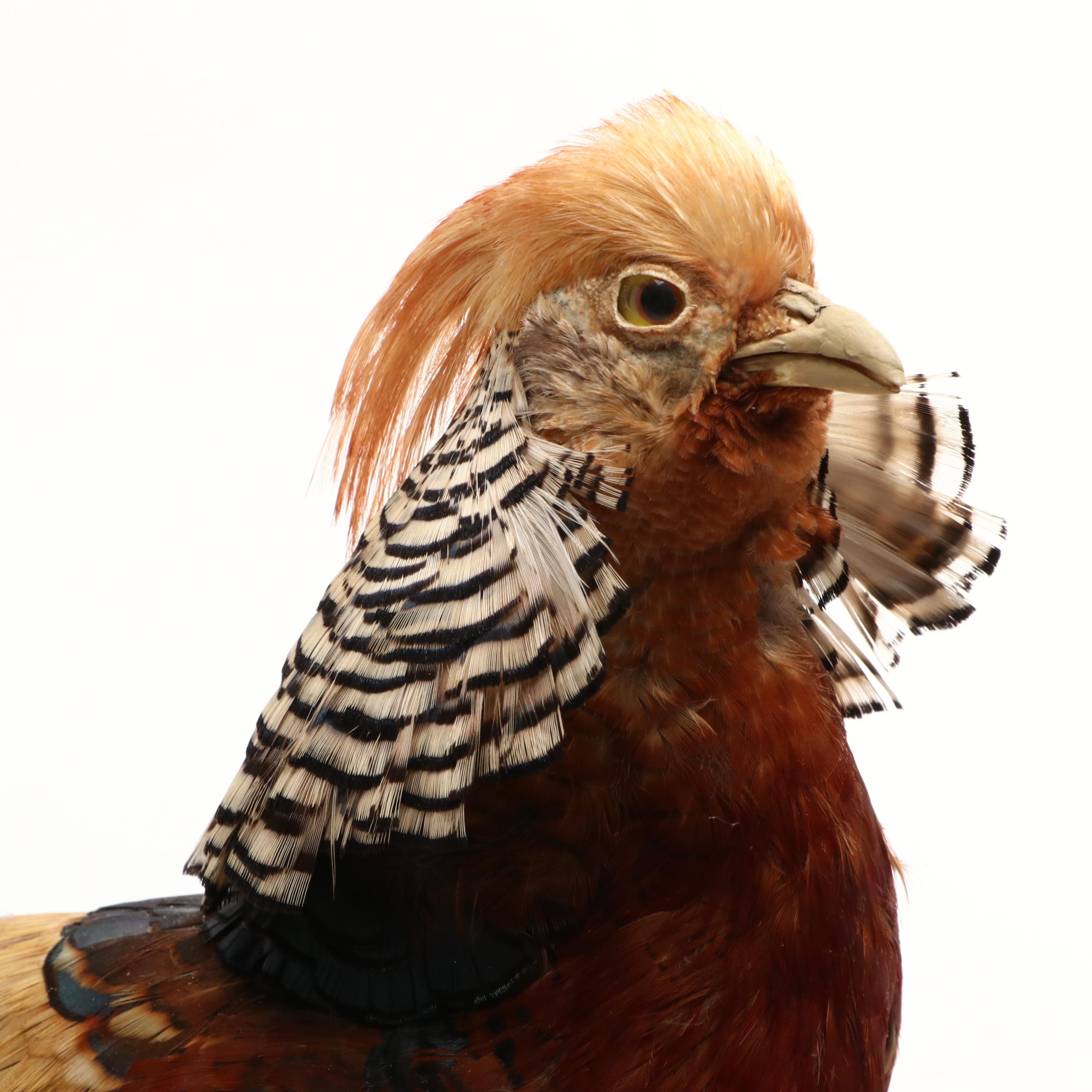 Taxidermy Golden Pheasant Full Body Mount