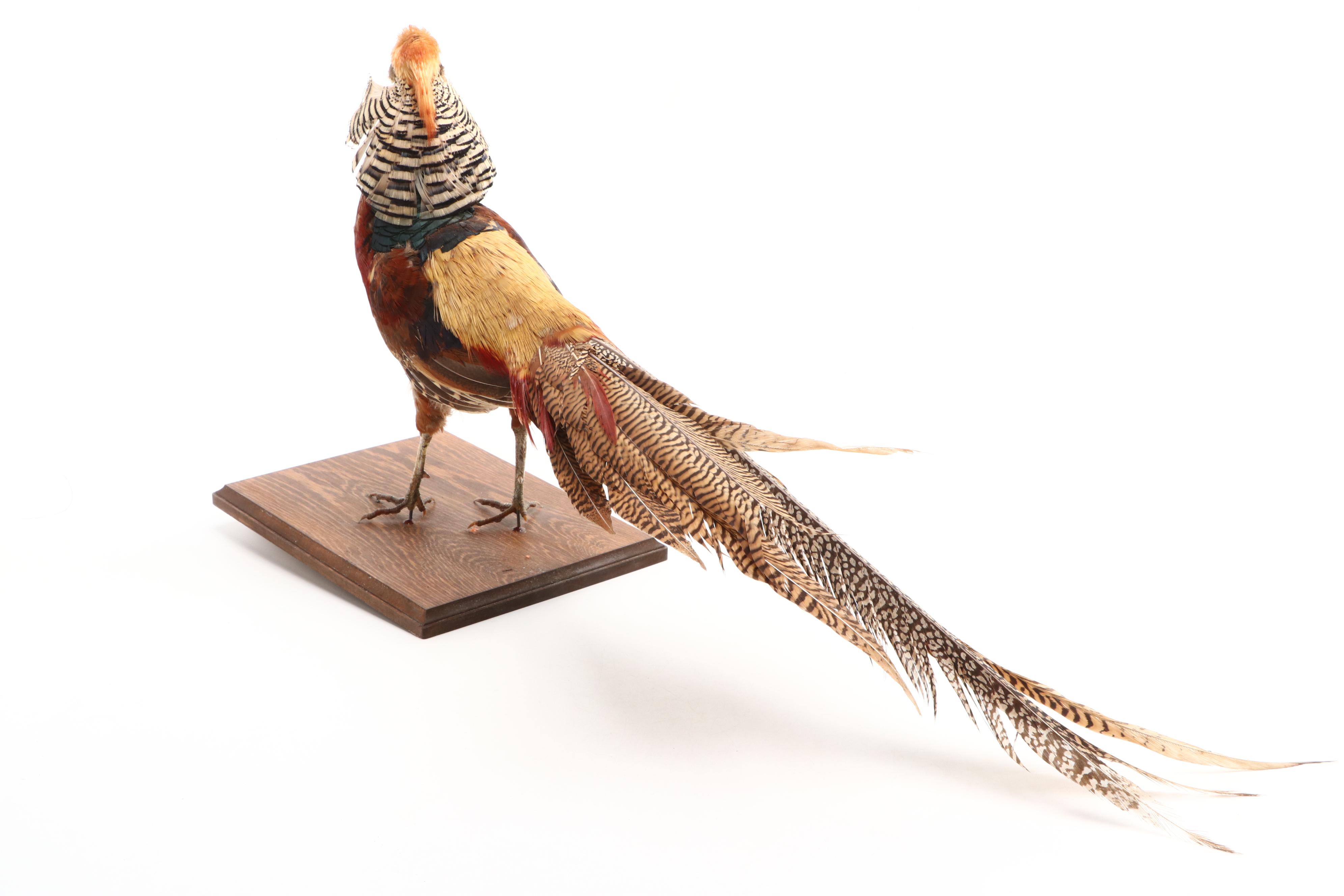 Taxidermy Golden Pheasant Full Body Mount
