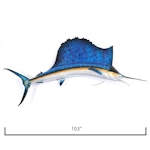 Taxidermy Atlantic Sailfish Fiberglass Replica