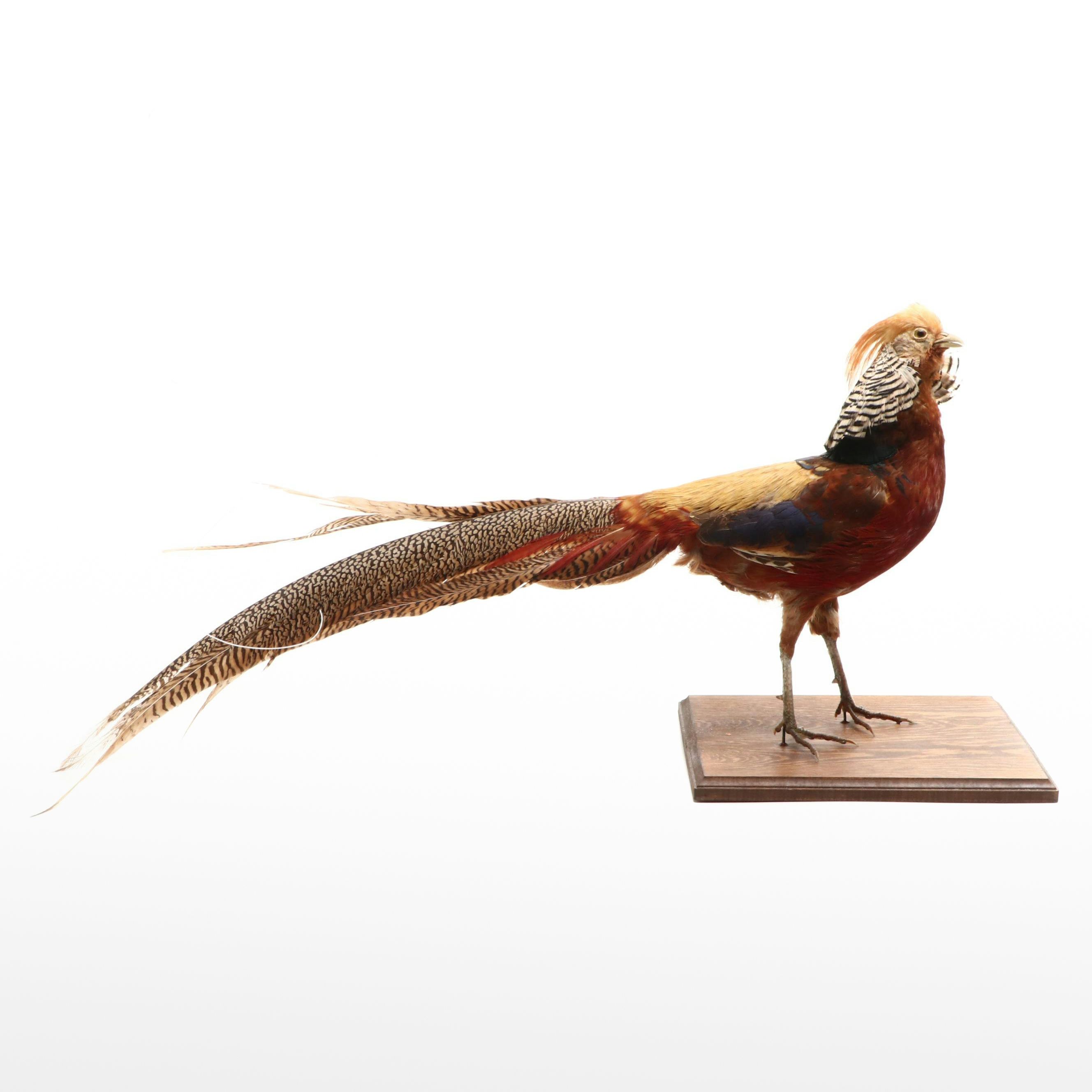 Taxidermy Golden Pheasant Full Body Mount
