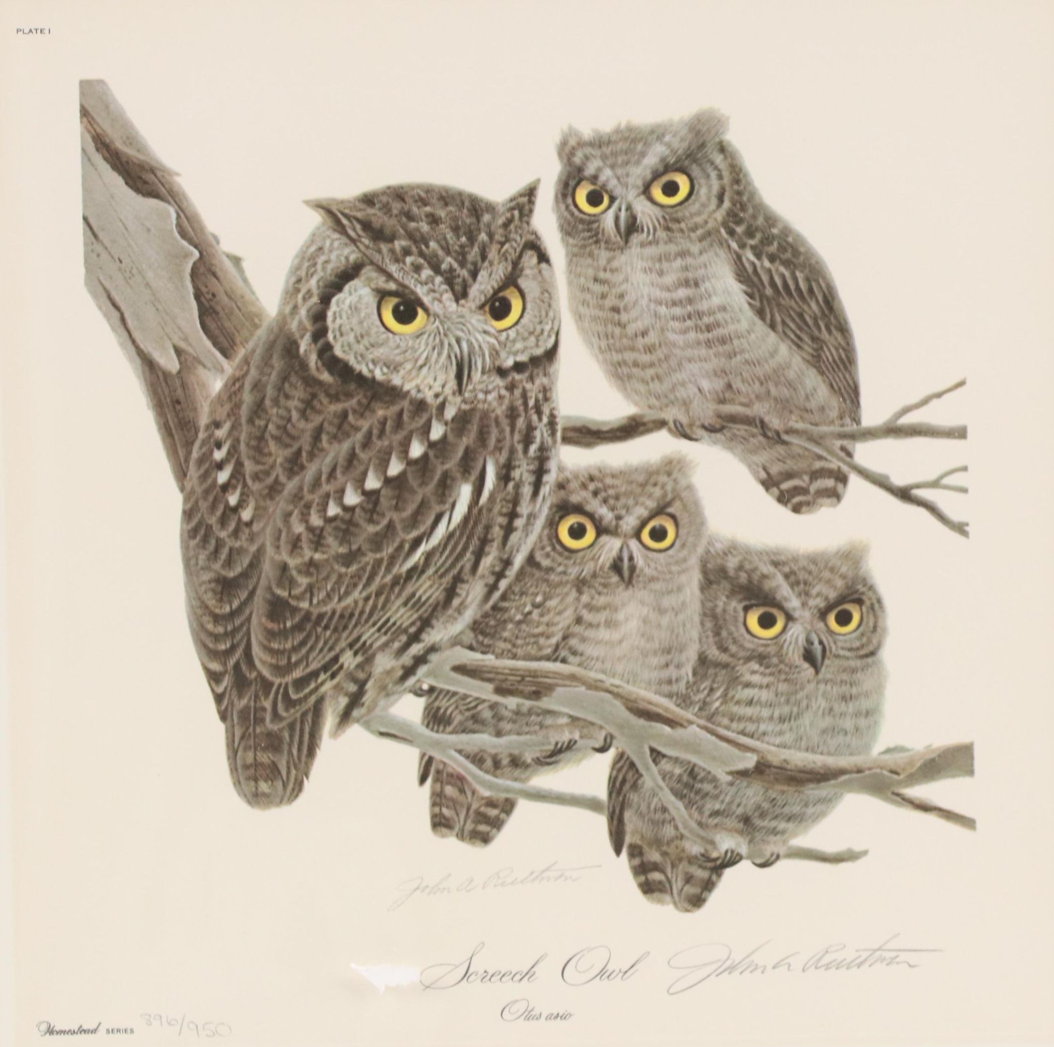 John Ruthven Offset Lithograph "Screech Owl"