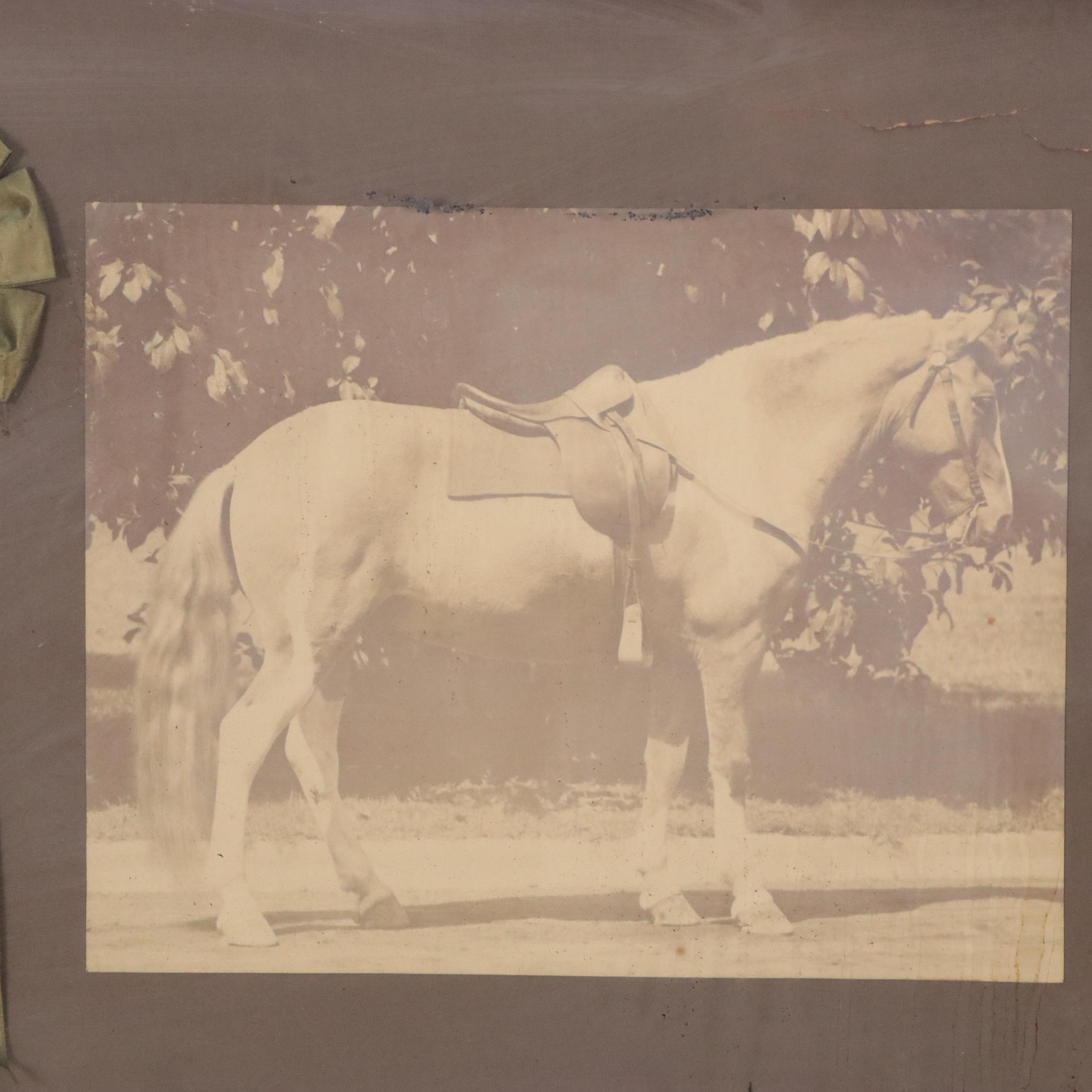 Framed Photograph of Horse and Four Ribbons From the St. Louis Horse