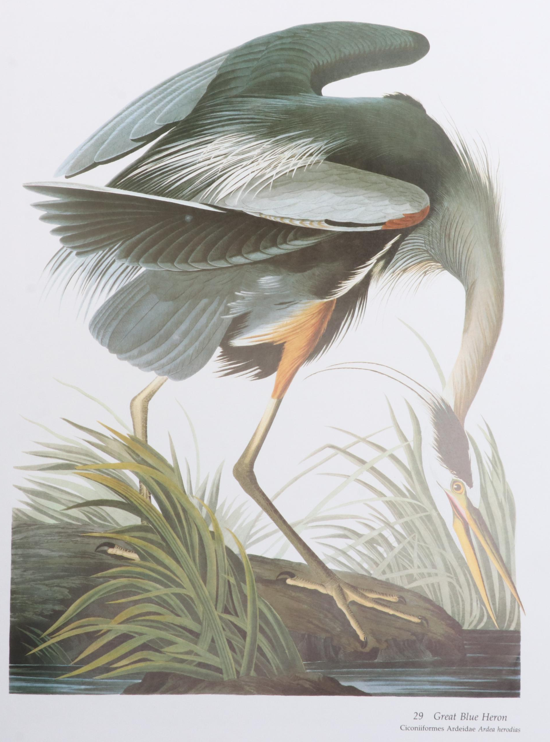 "Audubon's Birds of America" Baby Elephant Folio by the Petersons, 2003