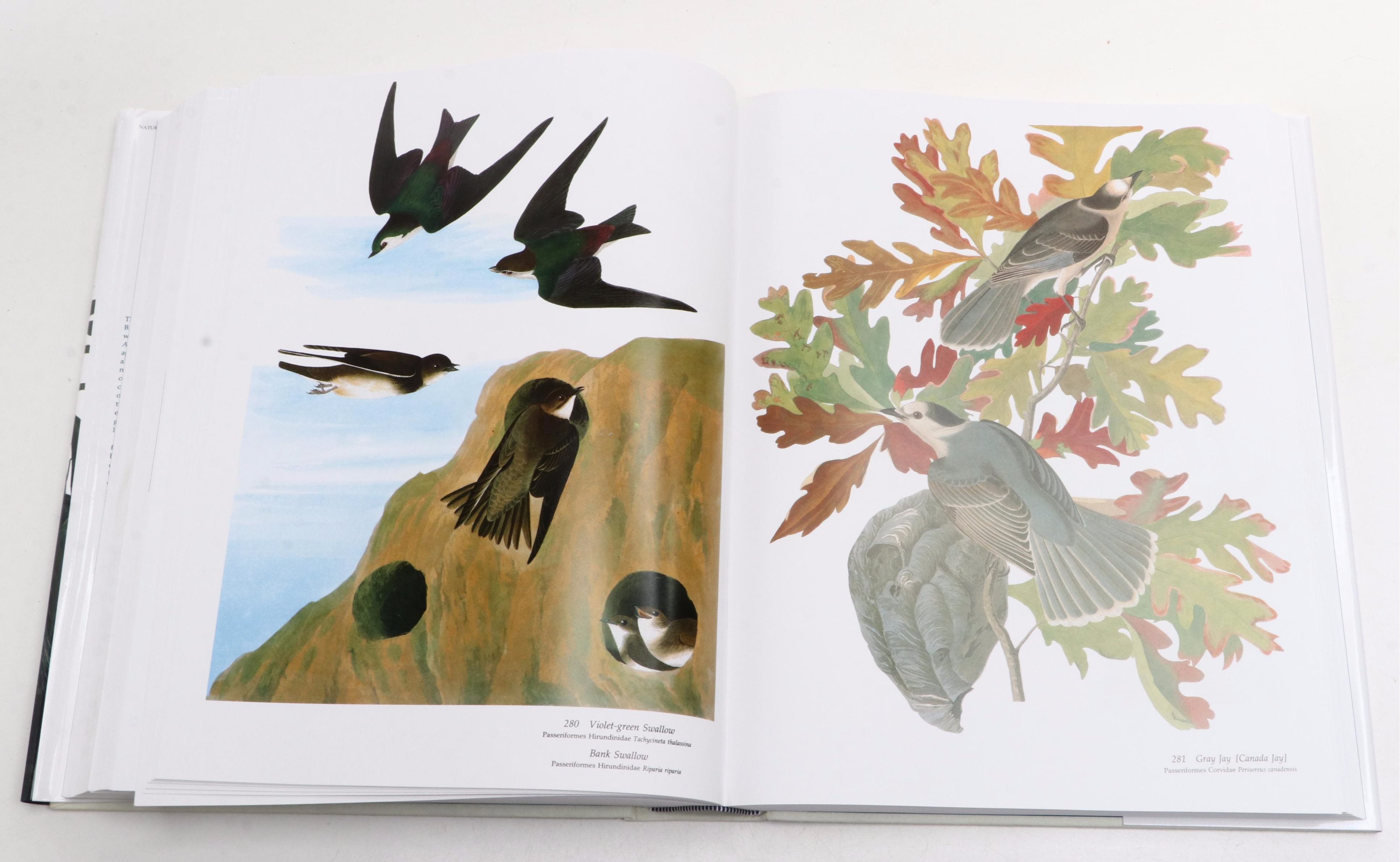 "Audubon's Birds of America" Baby Elephant Folio by the Petersons, 2003