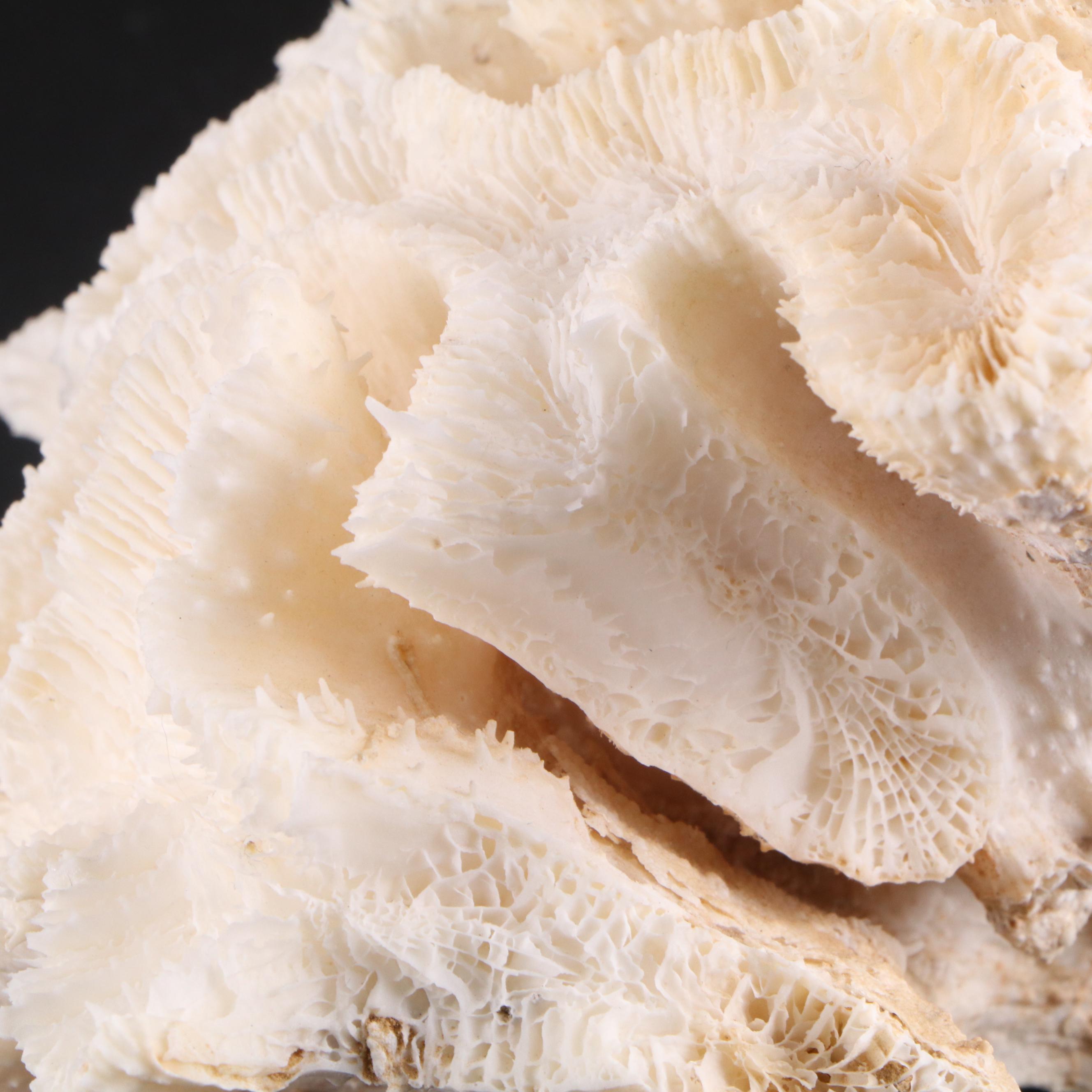 Fossil Staghorn Coral, Fossil Brain Coral and Portuguese Creamware Pottery Bowl