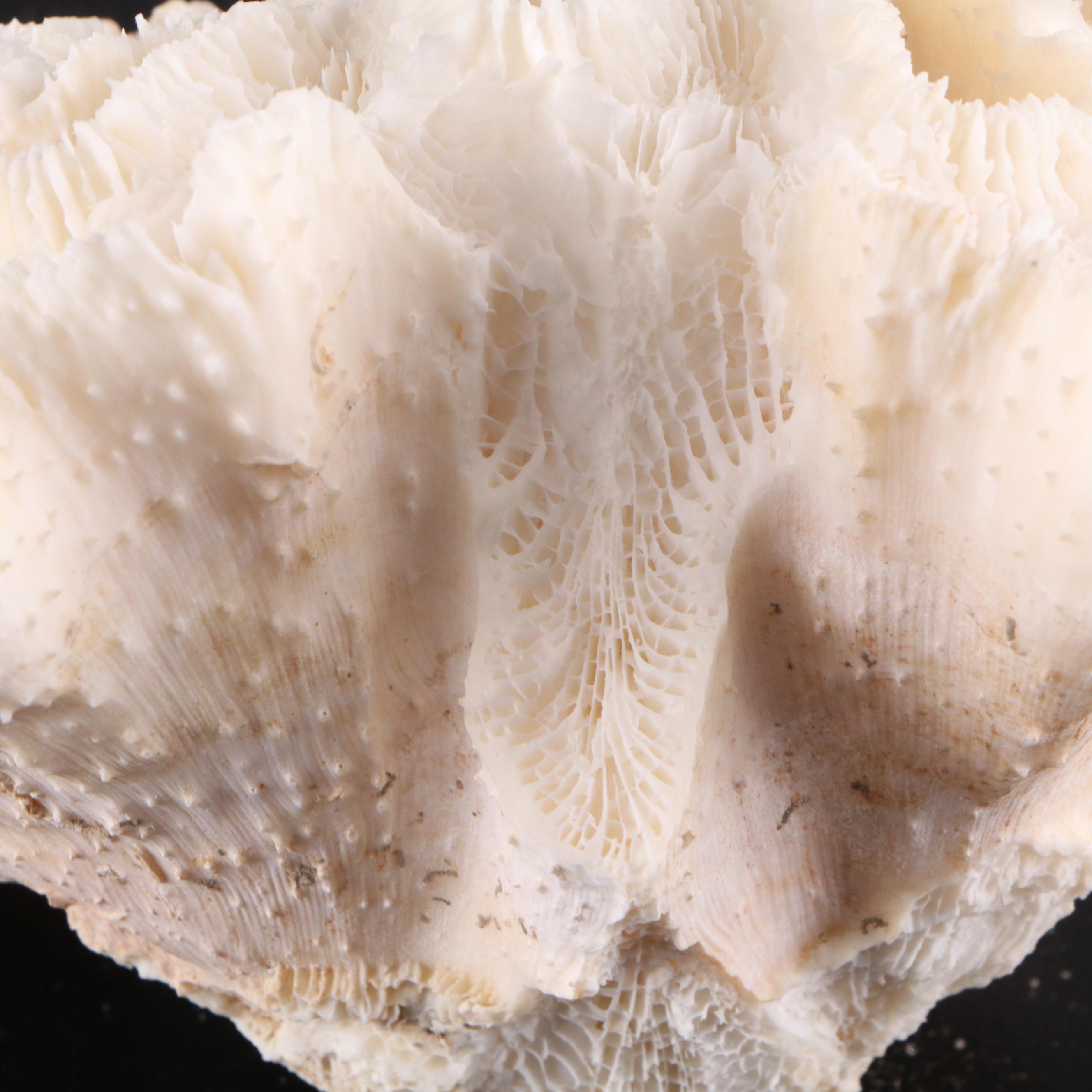 Fossil Staghorn Coral, Fossil Brain Coral and Portuguese Creamware Pottery Bowl