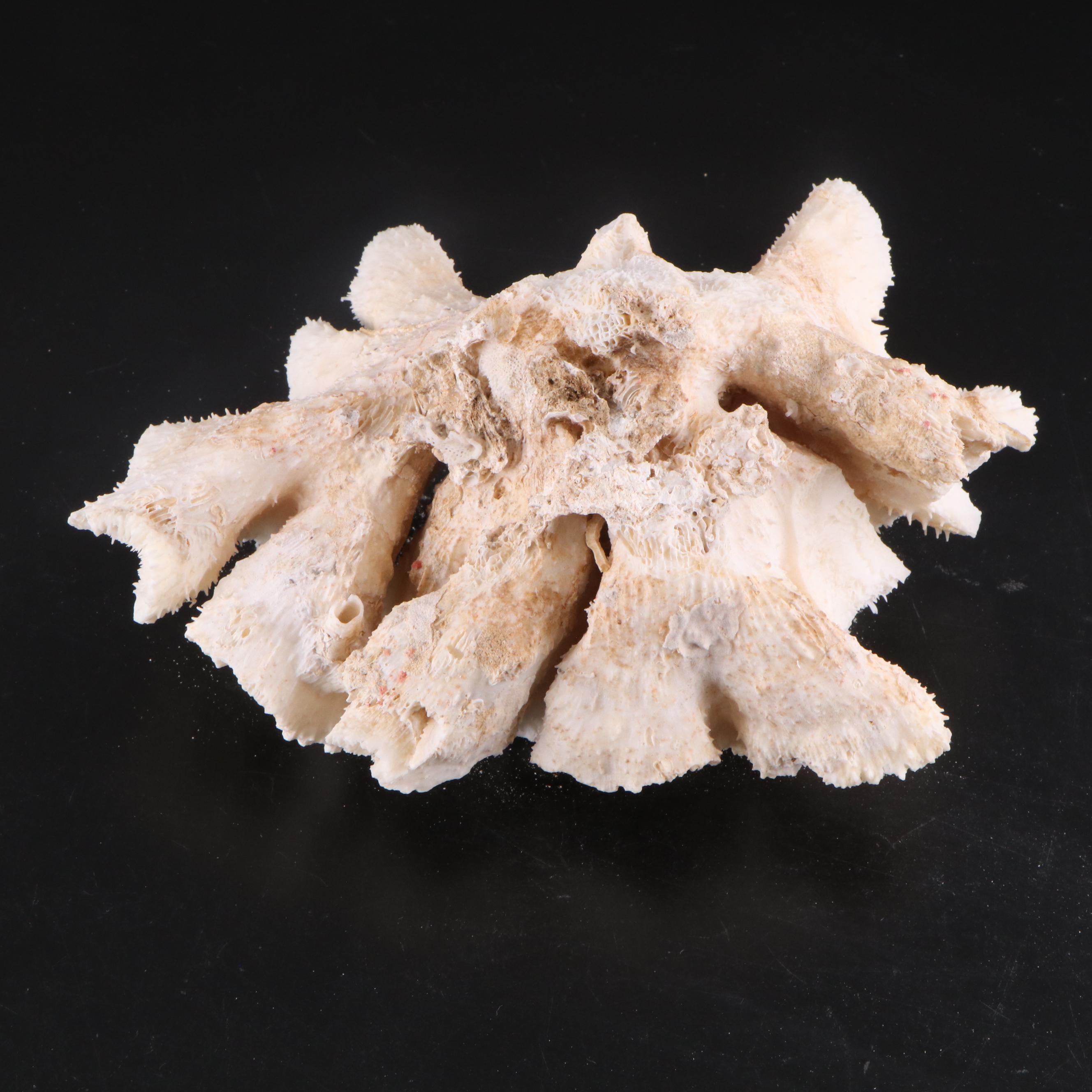 Fossil Staghorn Coral, Fossil Brain Coral and Portuguese Creamware Pottery Bowl