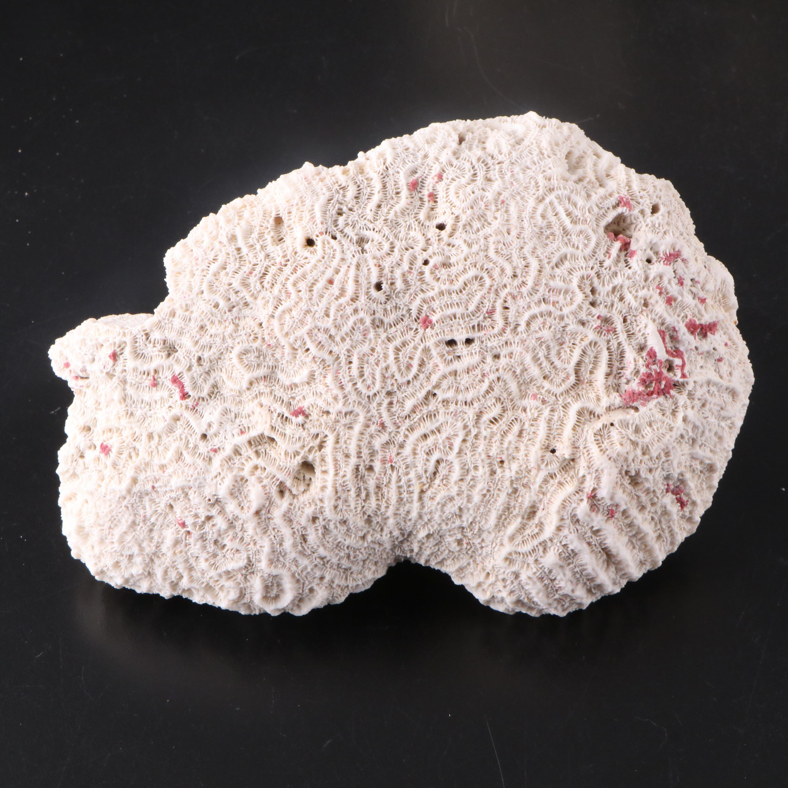 Fossil Staghorn Coral, Fossil Brain Coral and Portuguese Creamware Pottery Bowl