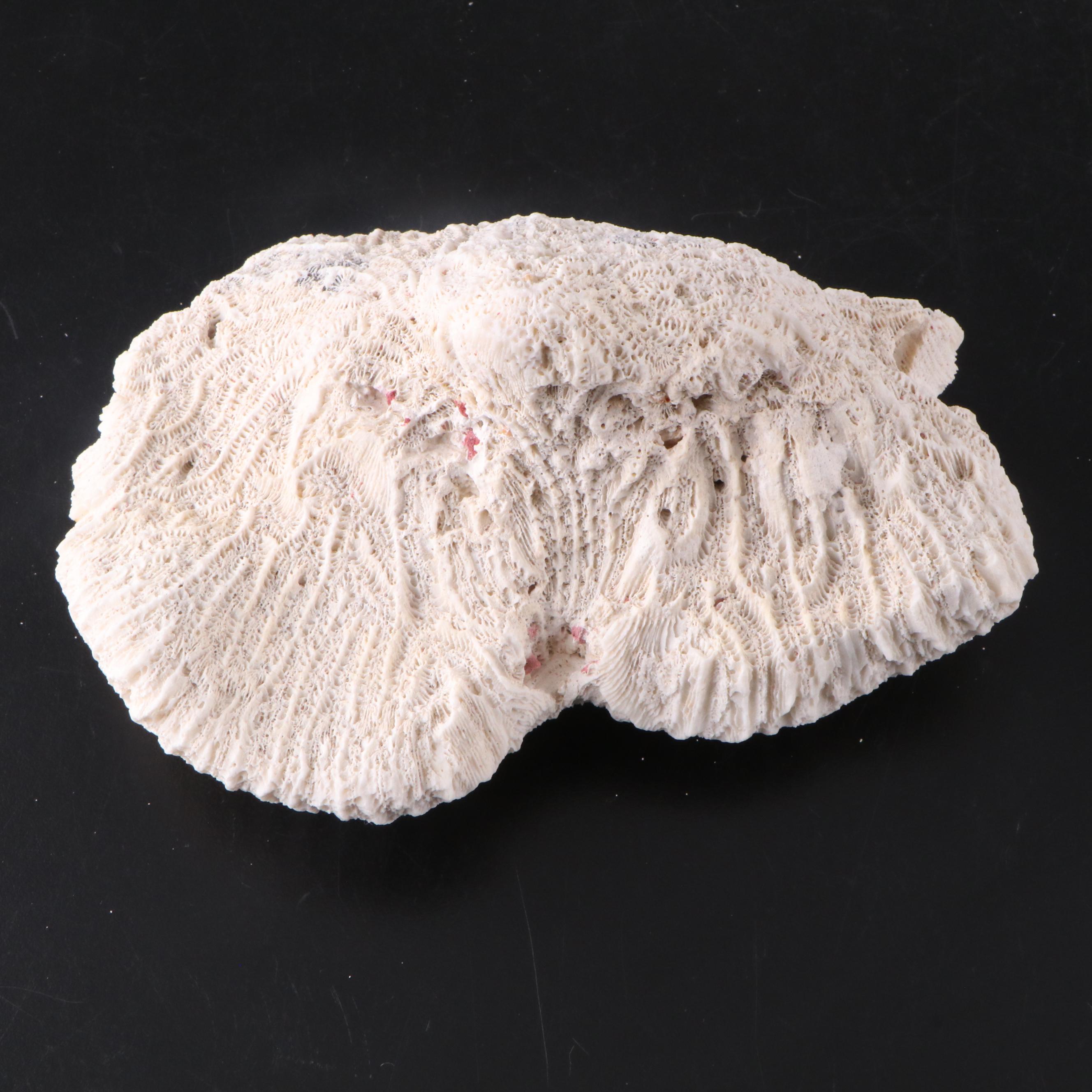 Fossil Staghorn Coral, Fossil Brain Coral and Portuguese Creamware Pottery Bowl