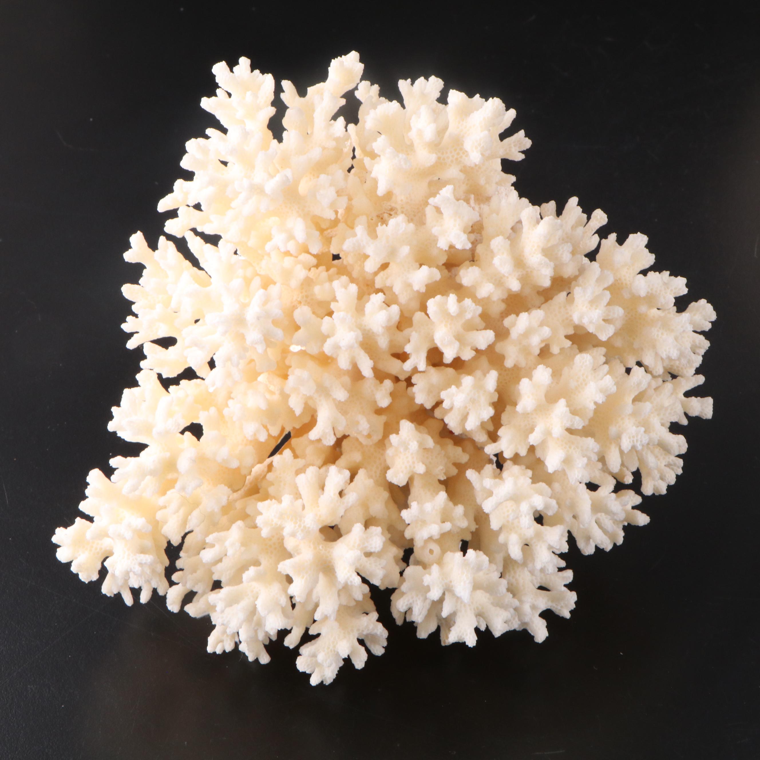 Fossil Staghorn Coral, Fossil Brain Coral and Portuguese Creamware Pottery Bowl