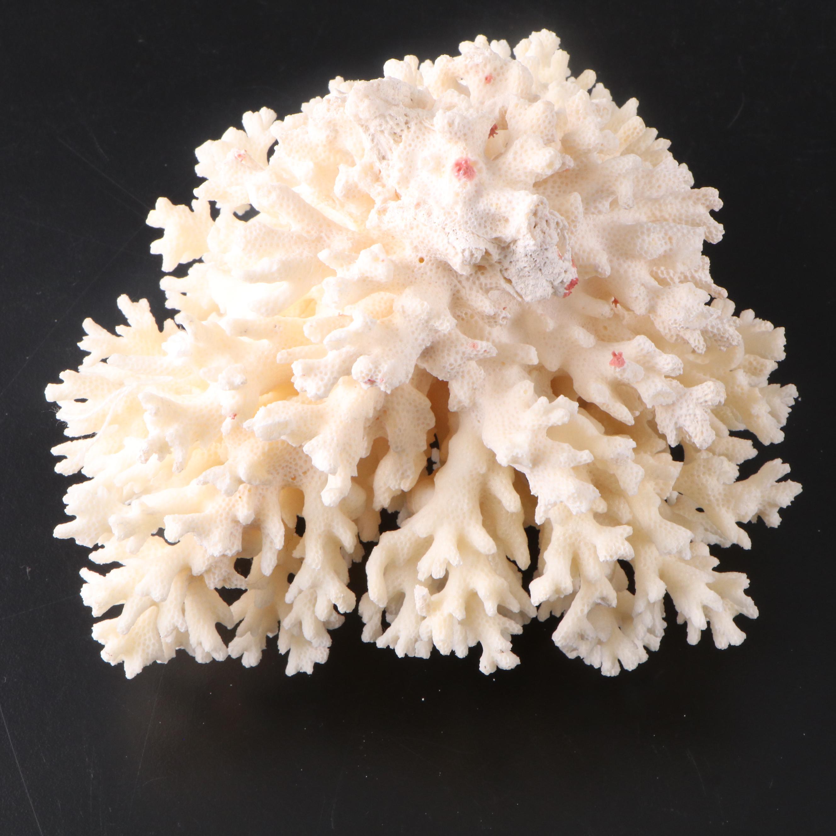 Fossil Staghorn Coral, Fossil Brain Coral and Portuguese Creamware Pottery Bowl