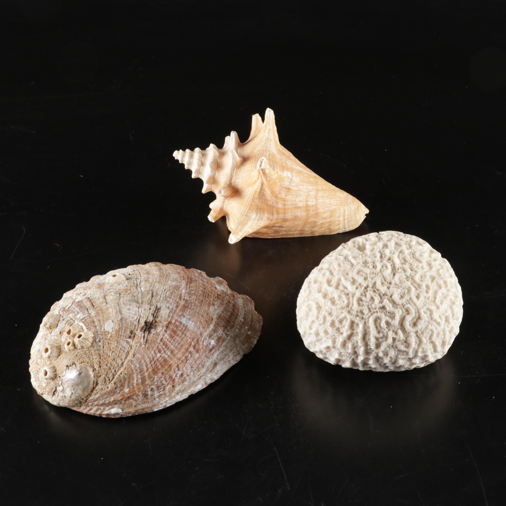 Zanetti Handmade Murano Art Glass Sailboat, Fossil Coral, Abalone, Queen Conch