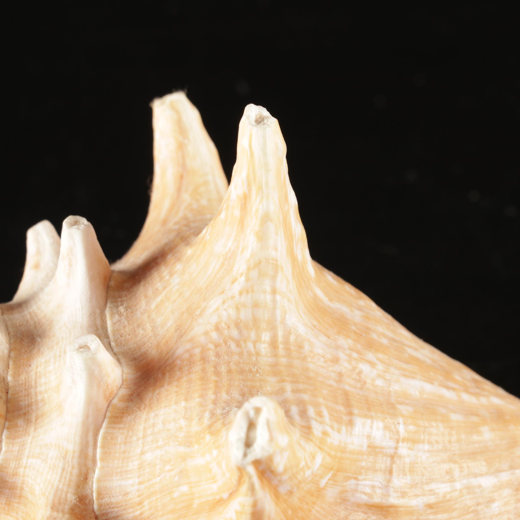 Zanetti Handmade Murano Art Glass Sailboat, Fossil Coral, Abalone, Queen Conch