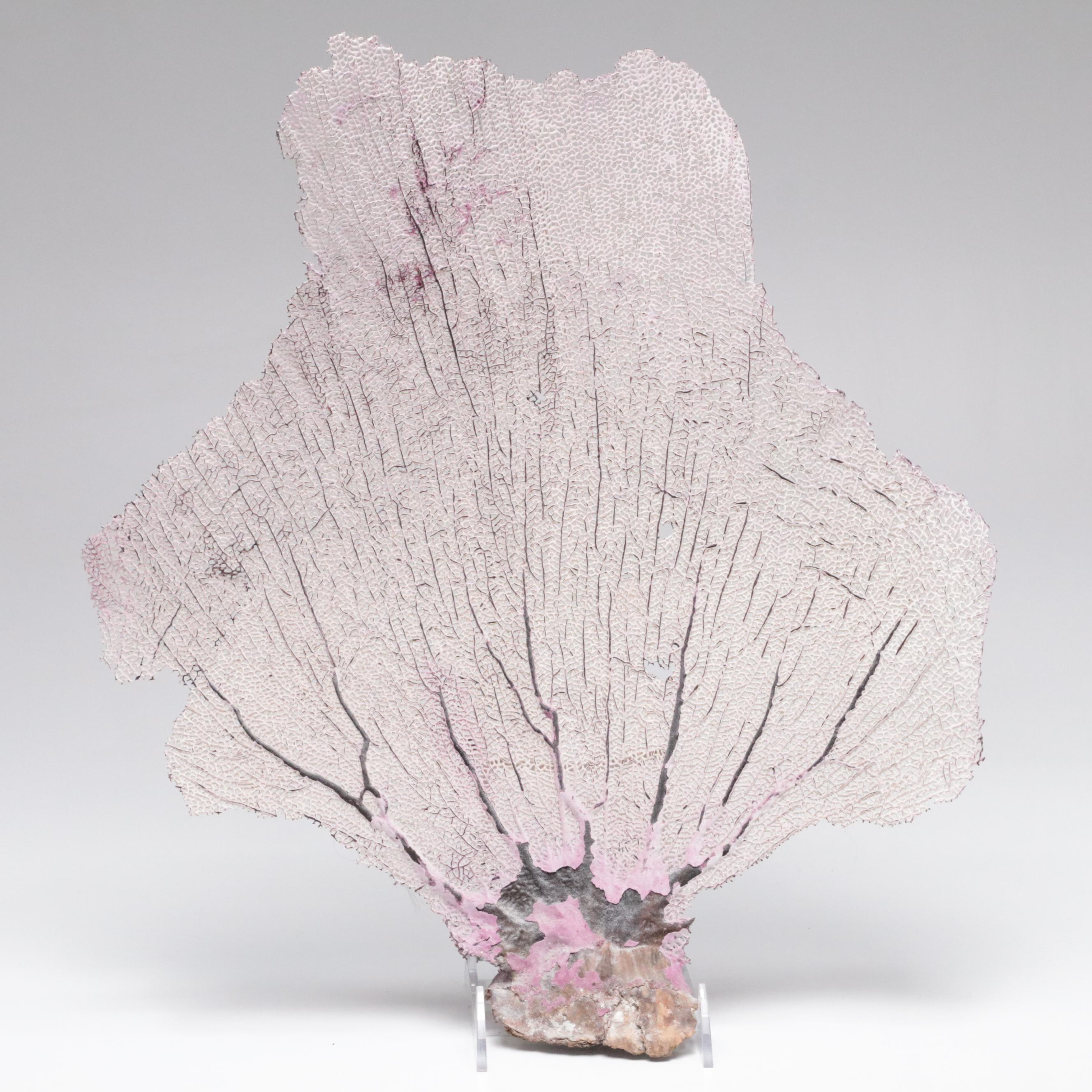 Welded Metal Fish Candle Holders, Coral Arrangement, Shell & Coral Specimens