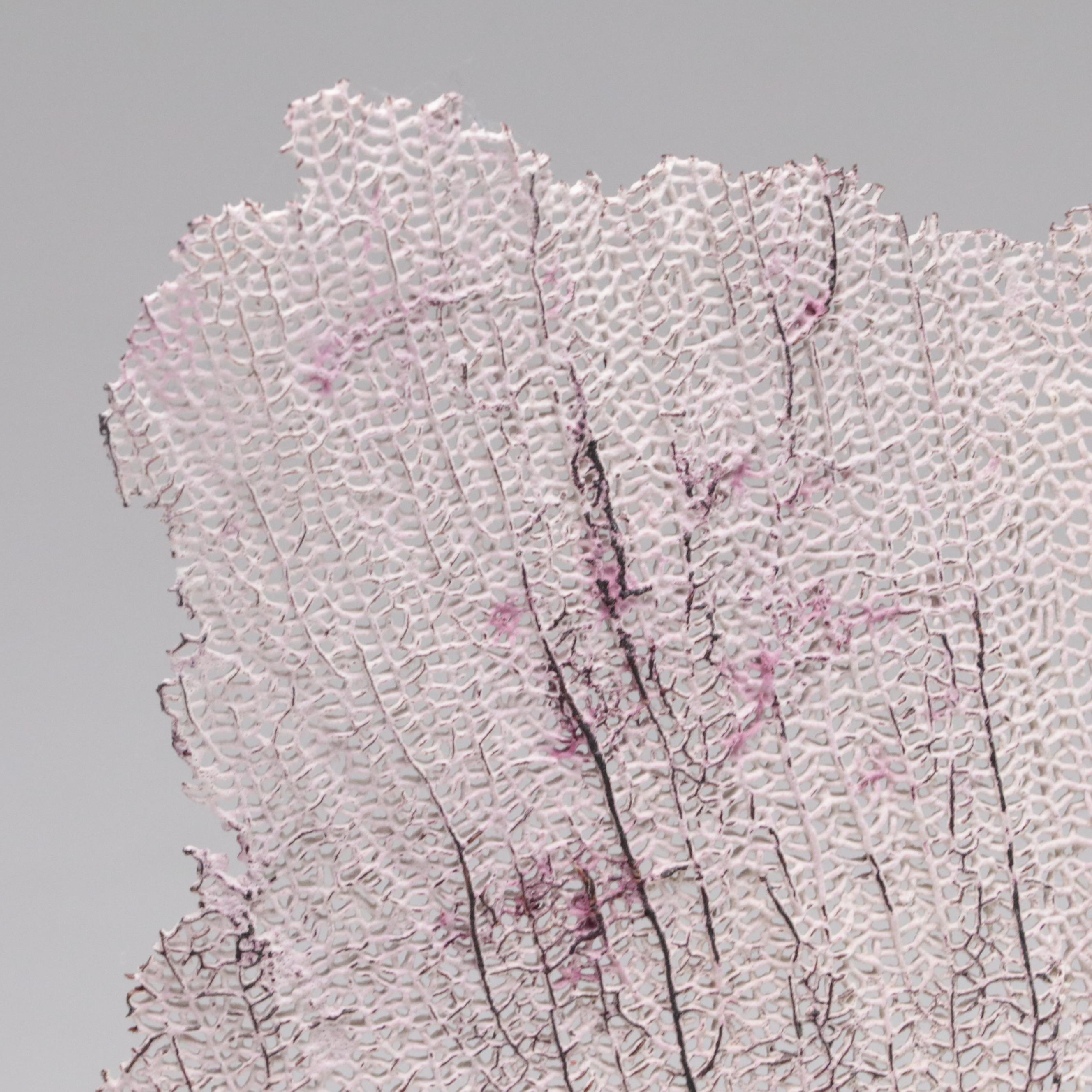 Welded Metal Fish Candle Holders, Coral Arrangement, Shell & Coral Specimens