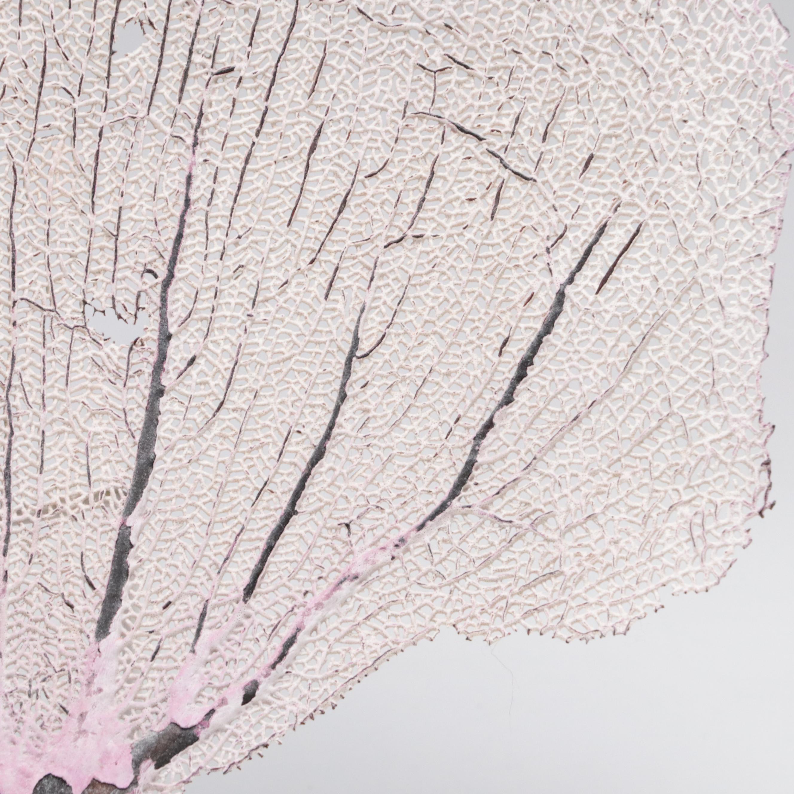 Welded Metal Fish Candle Holders, Coral Arrangement, Shell & Coral Specimens