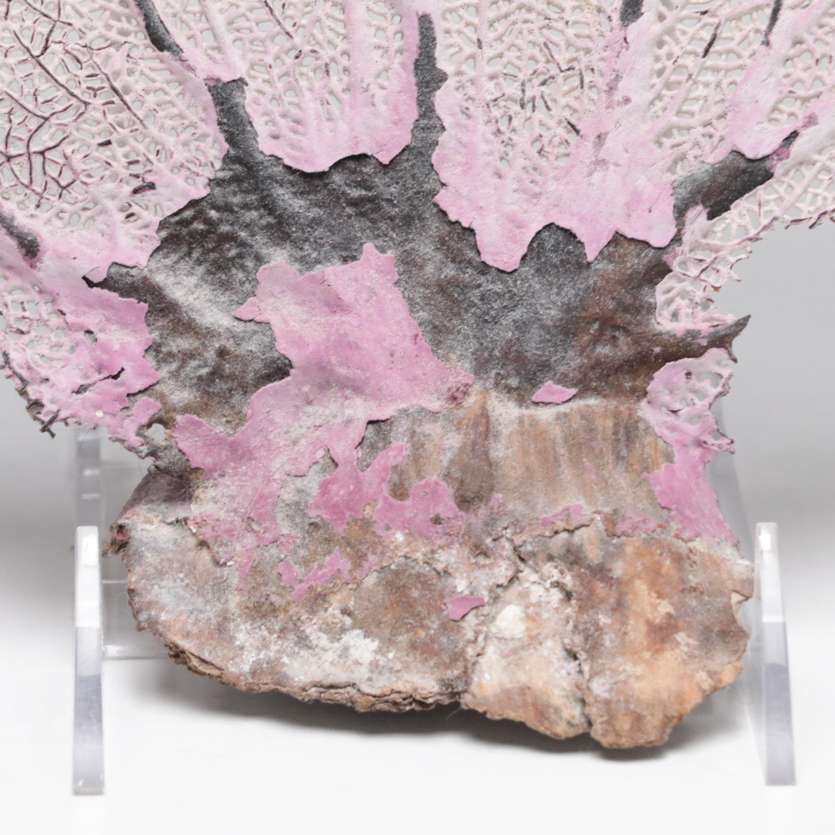 Welded Metal Fish Candle Holders, Coral Arrangement, Shell & Coral Specimens