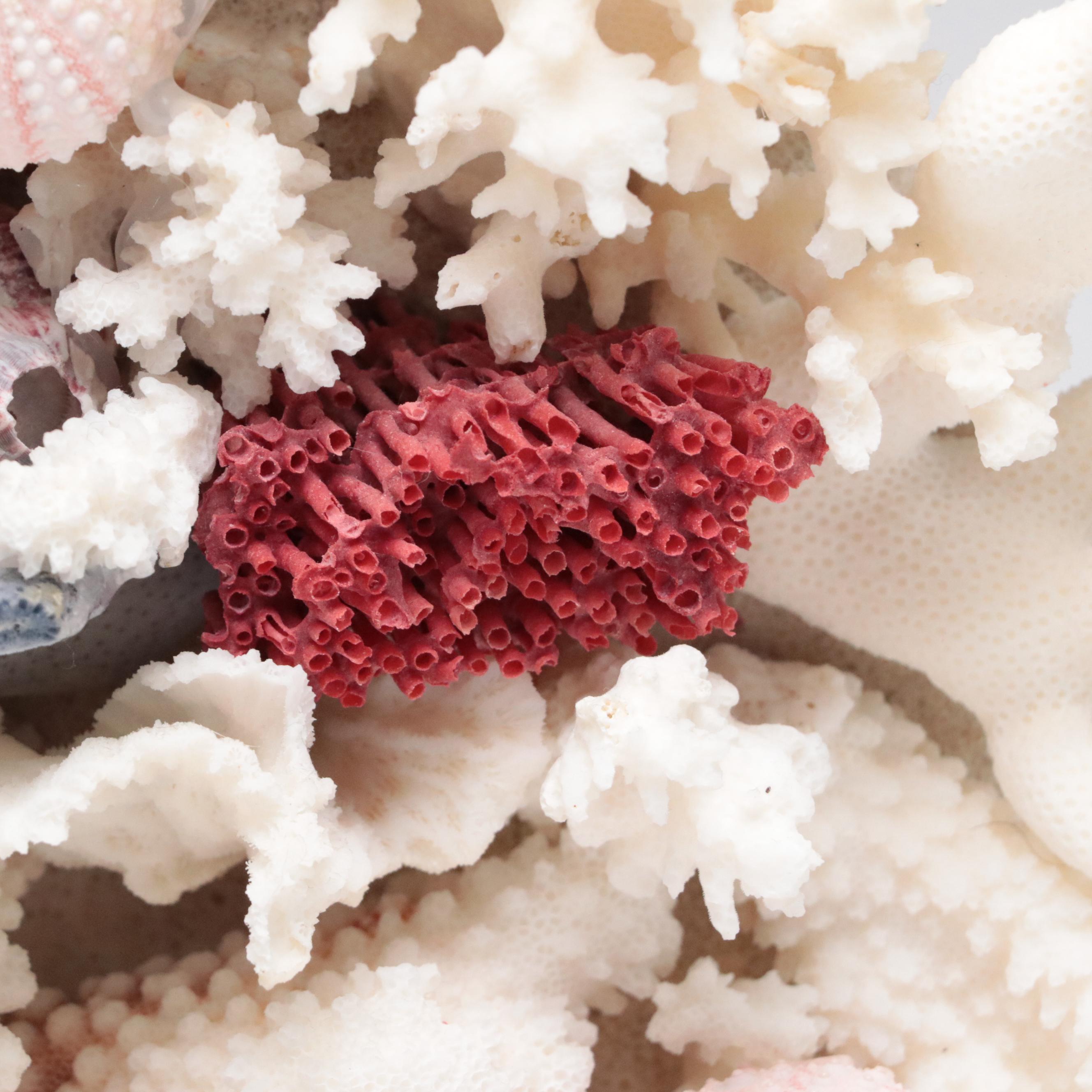 Welded Metal Fish Candle Holders, Coral Arrangement, Shell & Coral Specimens