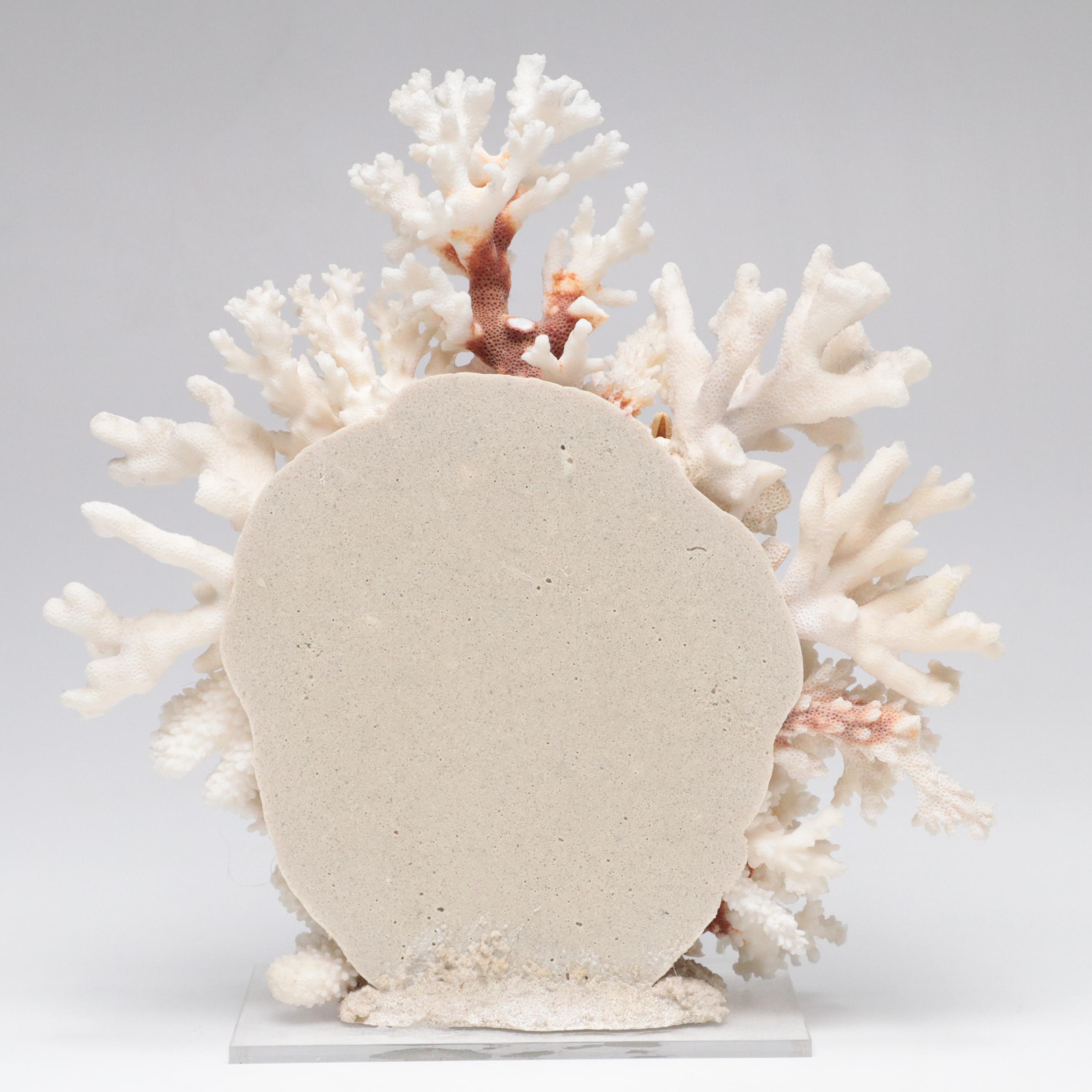 Welded Metal Fish Candle Holders, Coral Arrangement, Shell & Coral Specimens